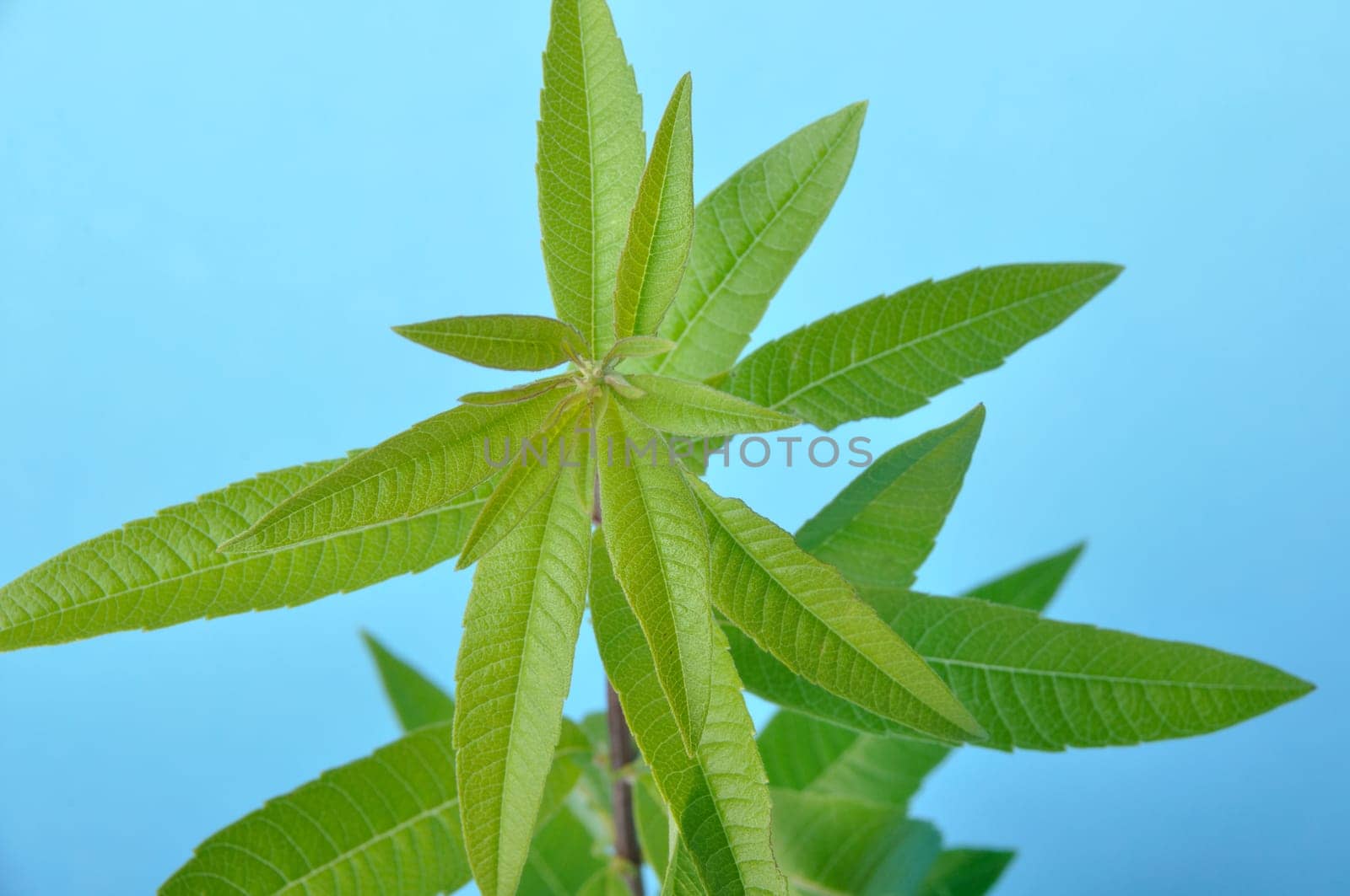 Lemon verbena on a blue background