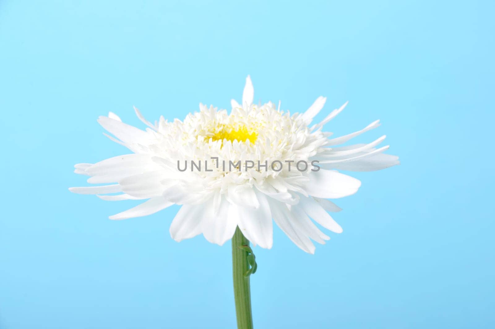 Callistephus on a blue background