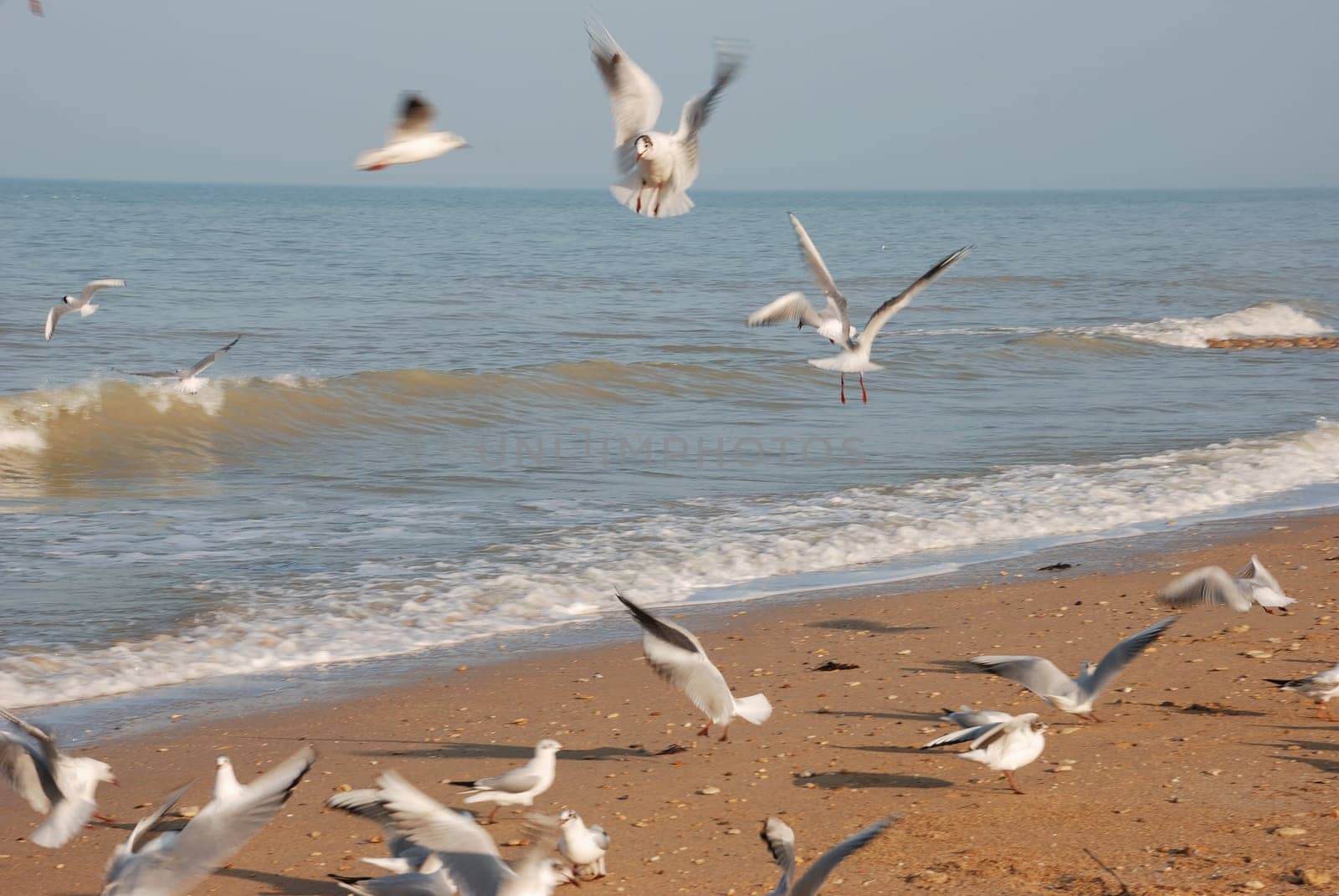 Flock of seagulls on the beach