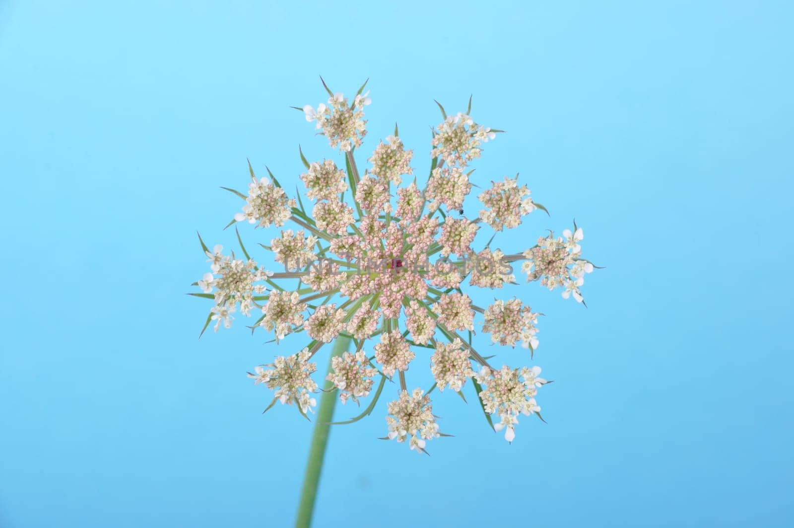 Wild carrot flower on blue background