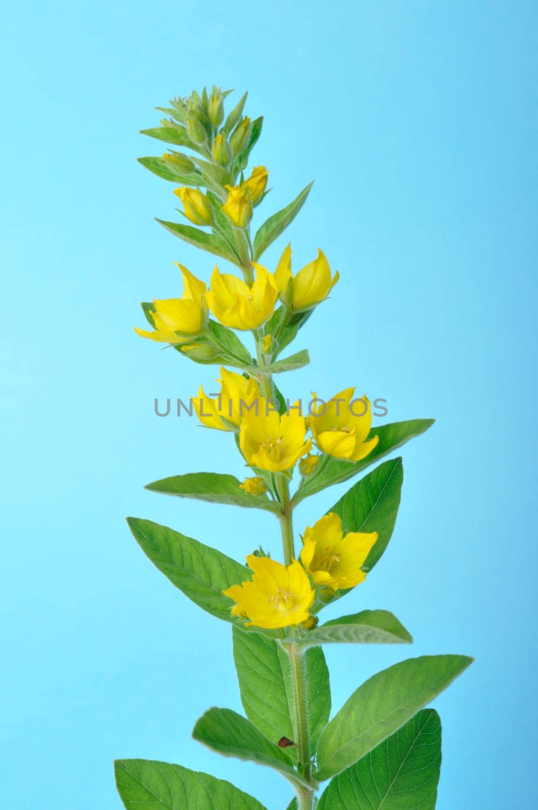 Lysimachus on a blue background