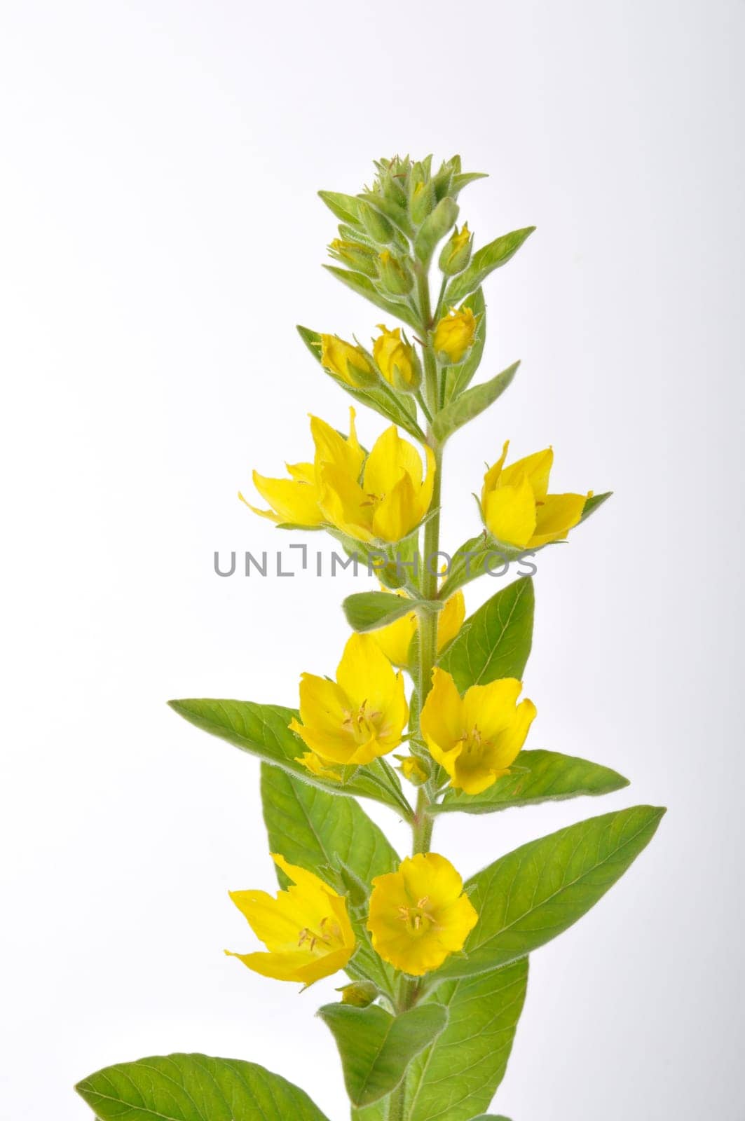 Lysimachus on a white background