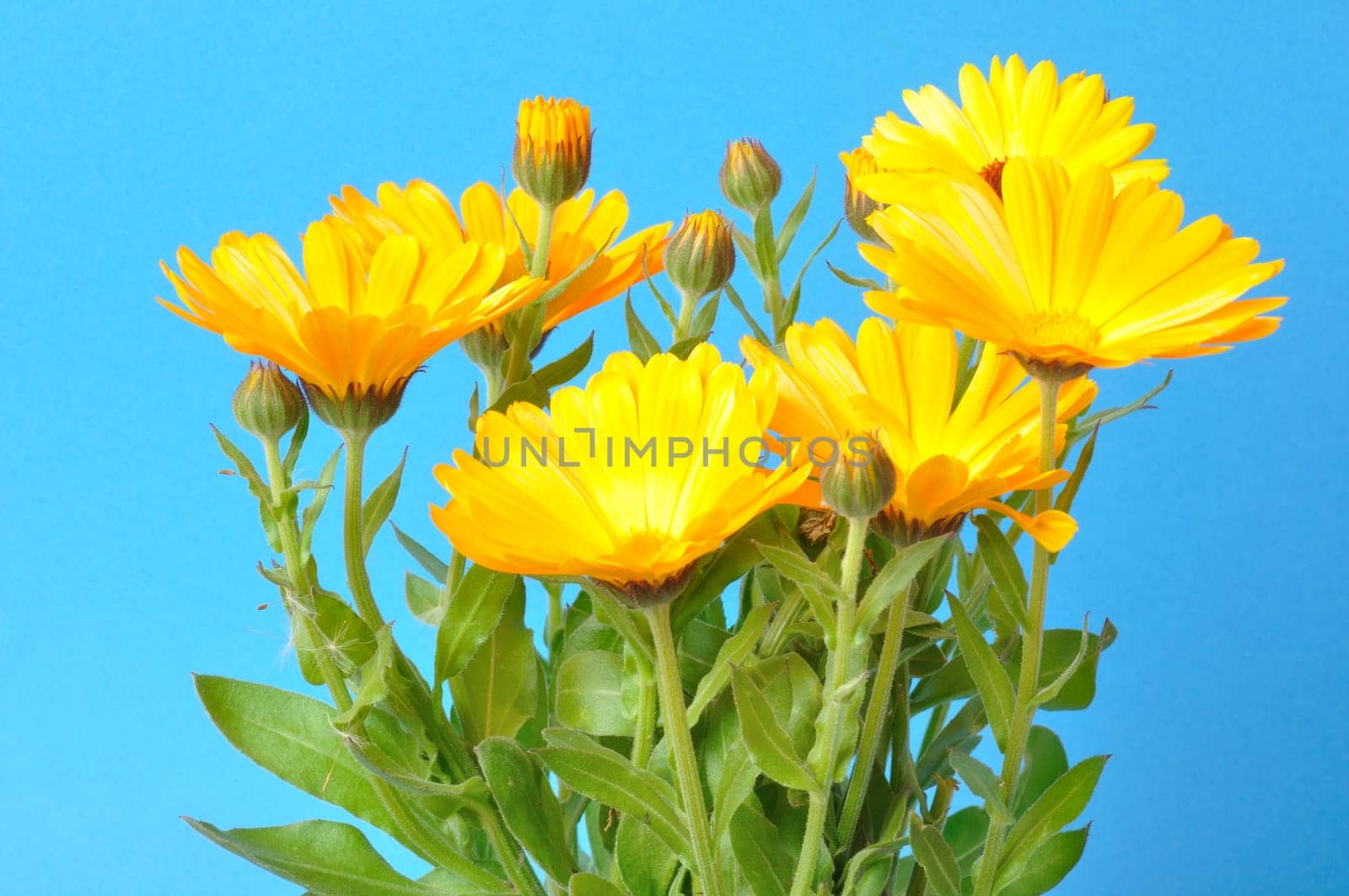 Calendula officinalis