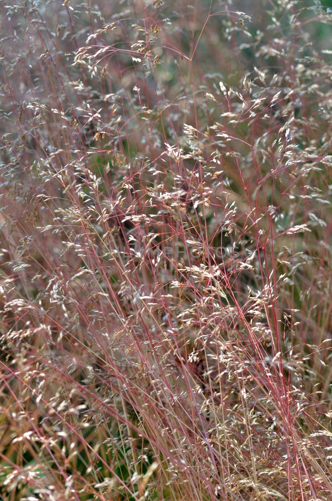 Dry grasses