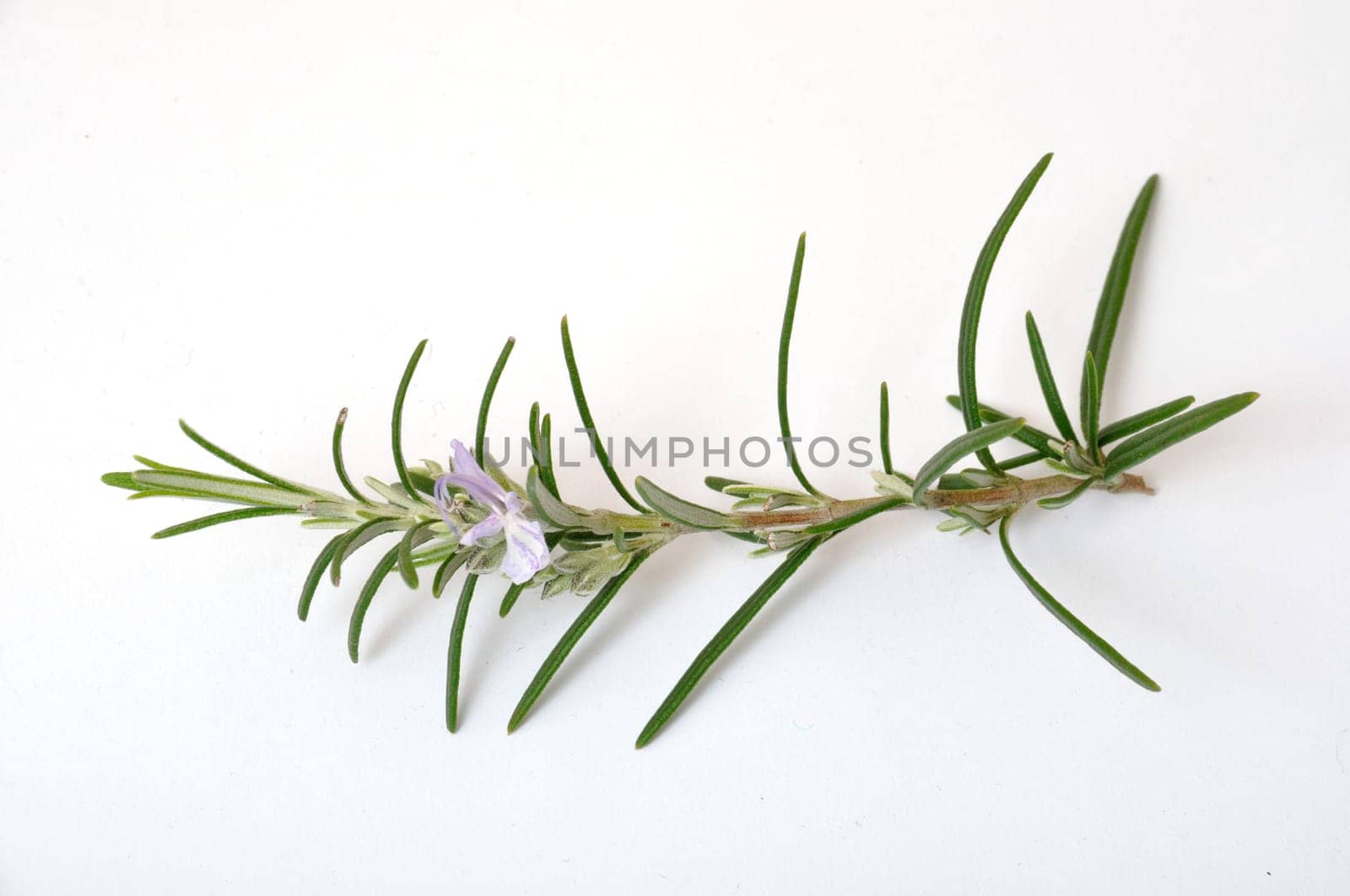 Rosemary on a white surface