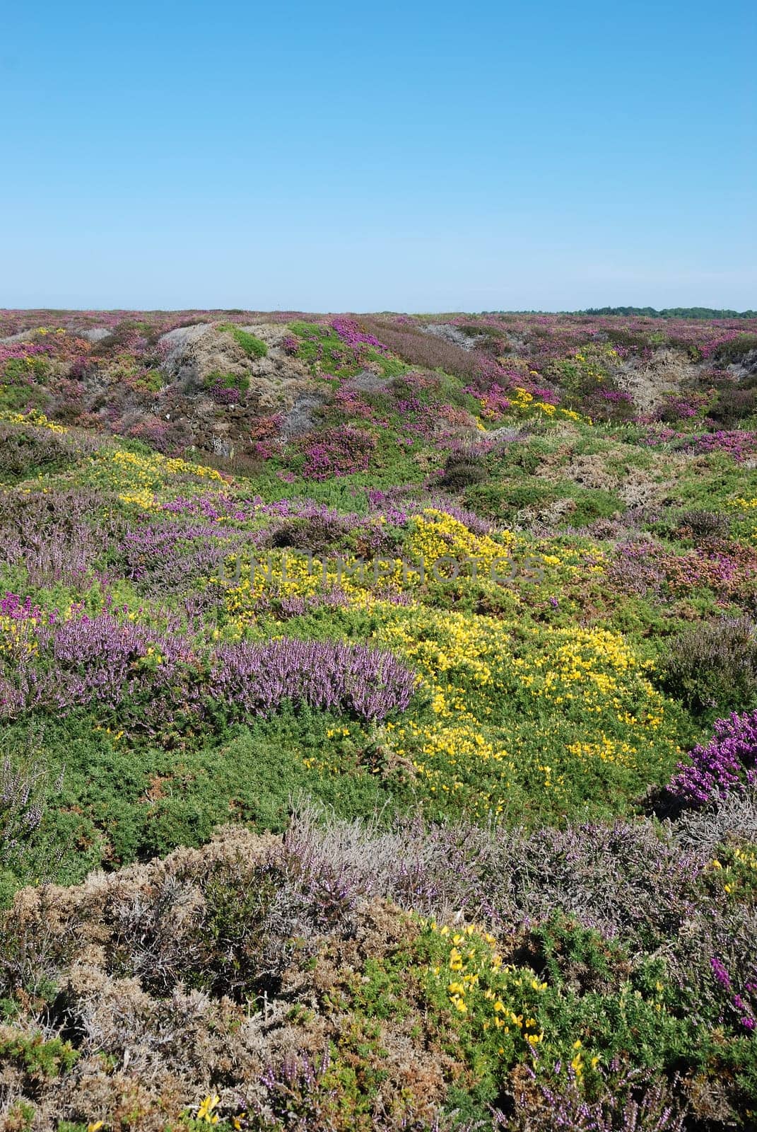 heathland with heather and gorse