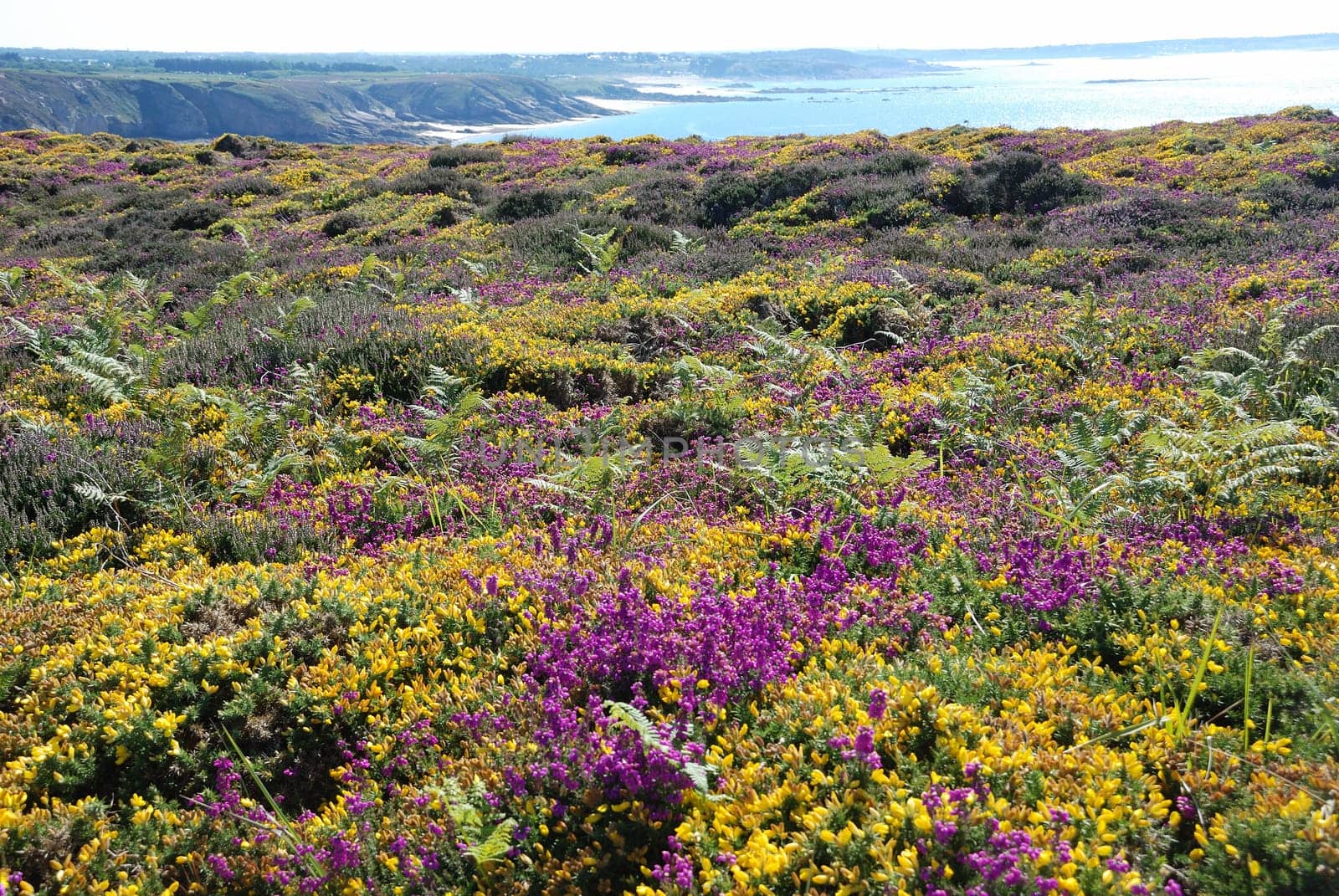 heathland with heather and gorse
