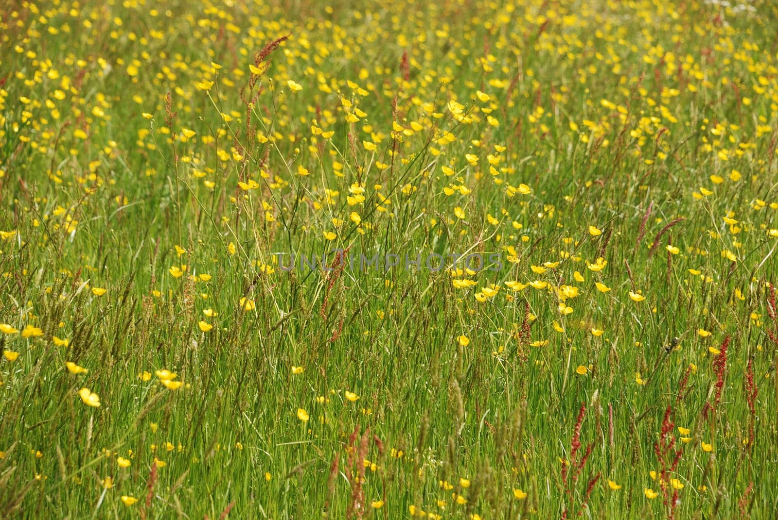 Meadow