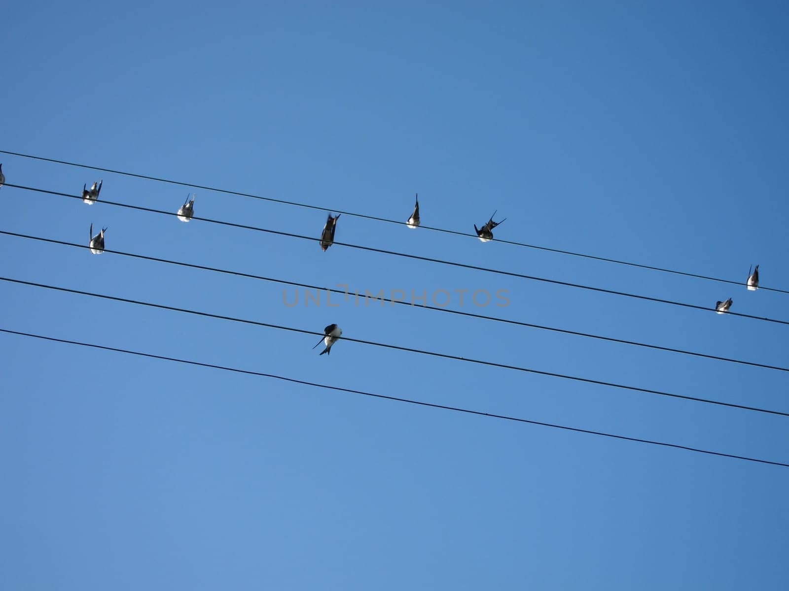 Swallows perched on a telephone wire