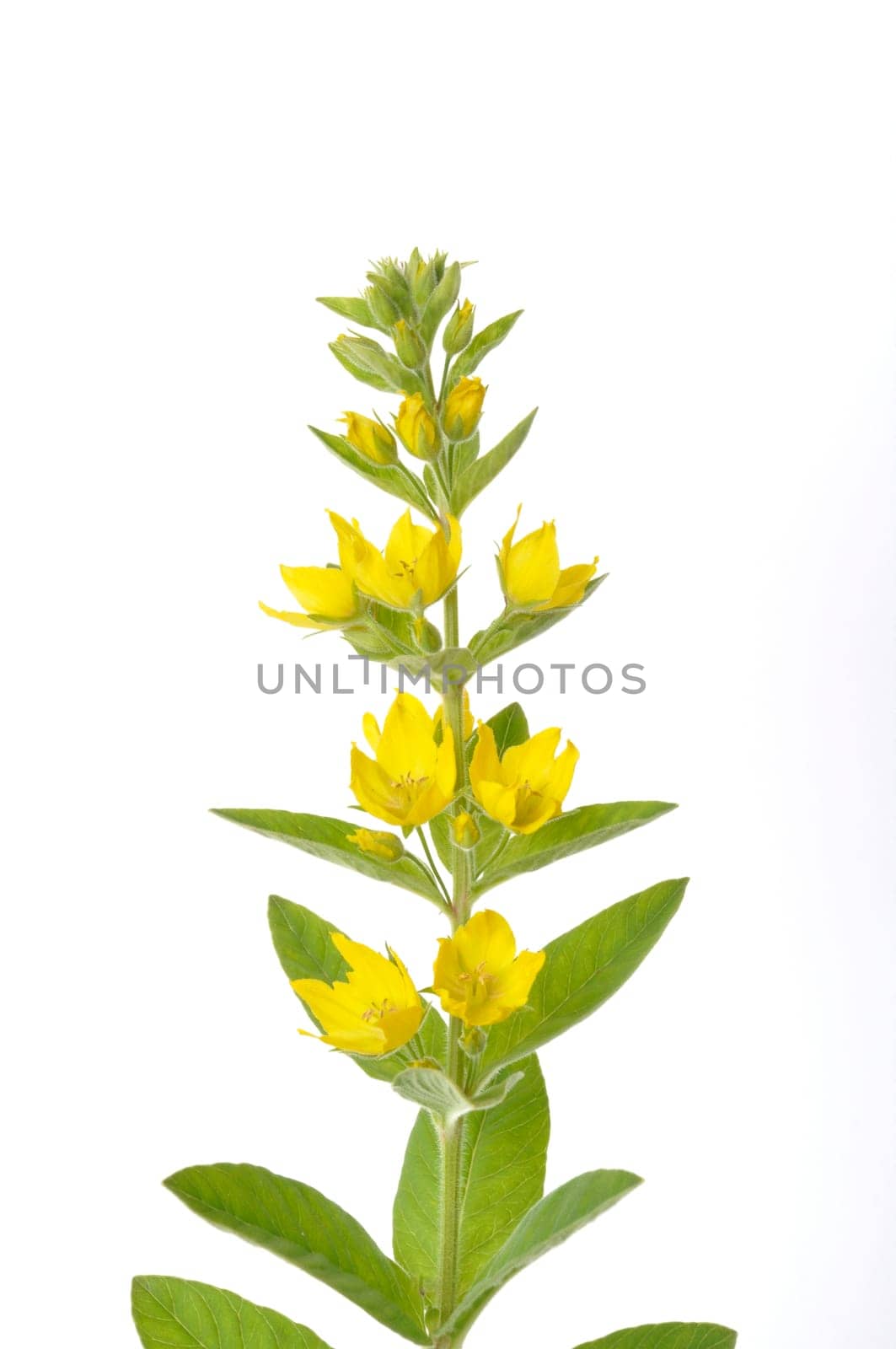 Lysimachus on a white background