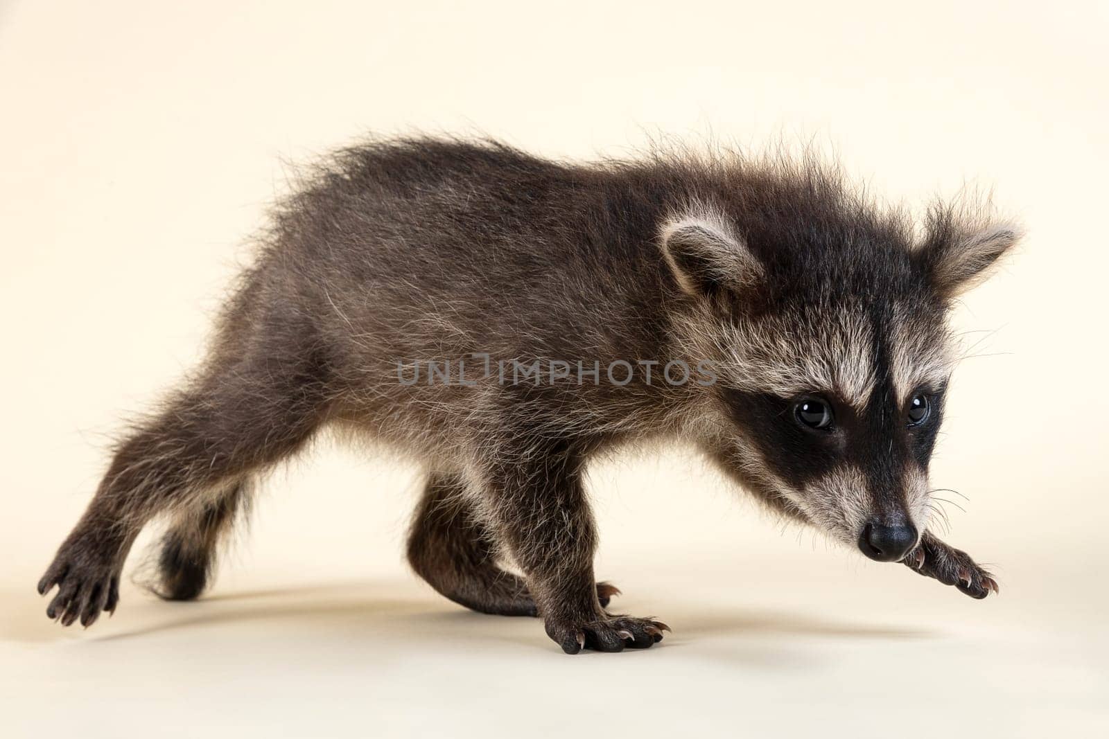 Raccoon (Procyon lotor),running and looking at the viewer,cub,captive,8 weeks,studio shot