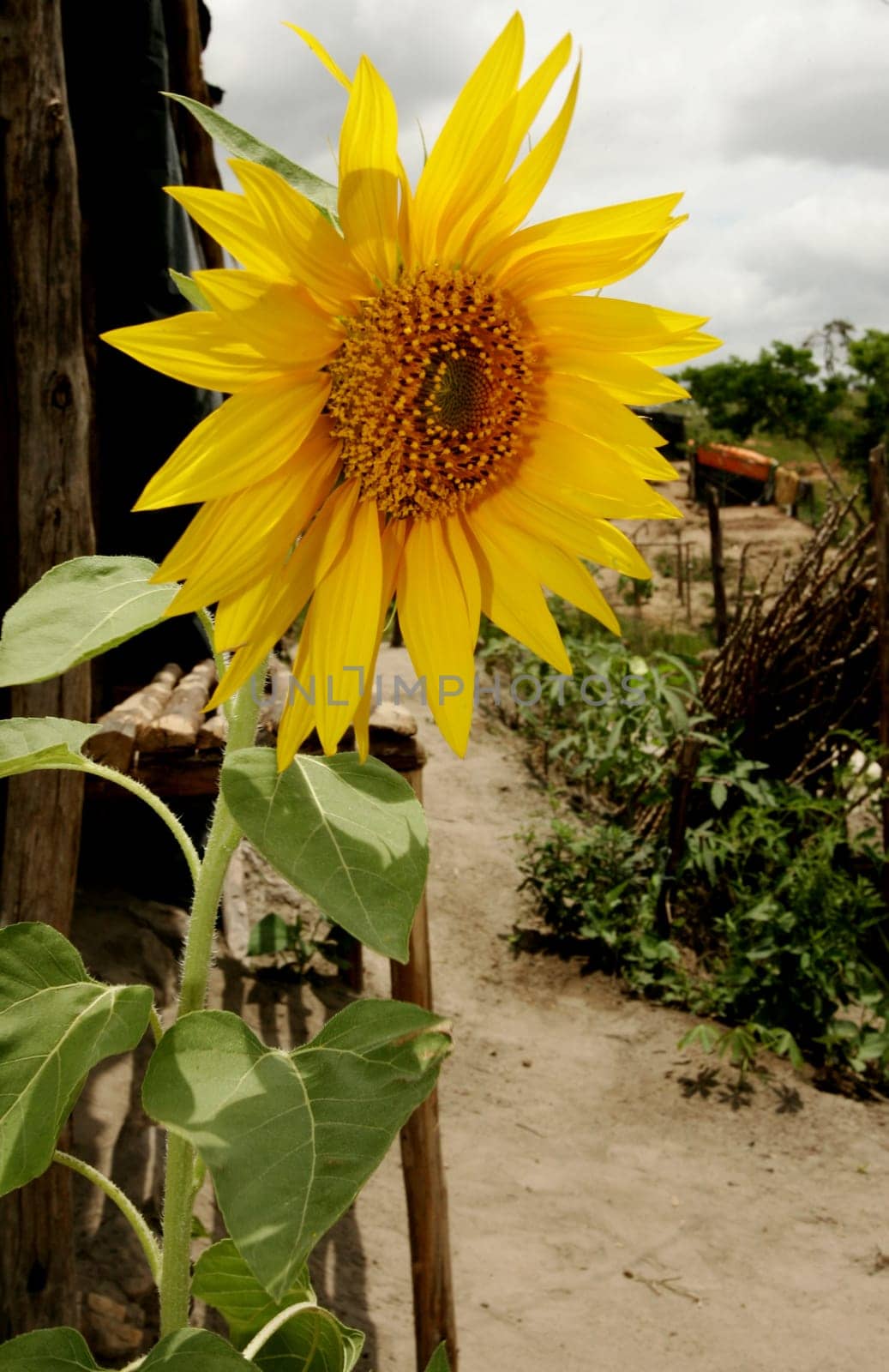 eunapolis, bahia / brazil - october 20, 2009: sunflower blossom is seen in a garden in the city of Eunapolis, in southern Bahia.