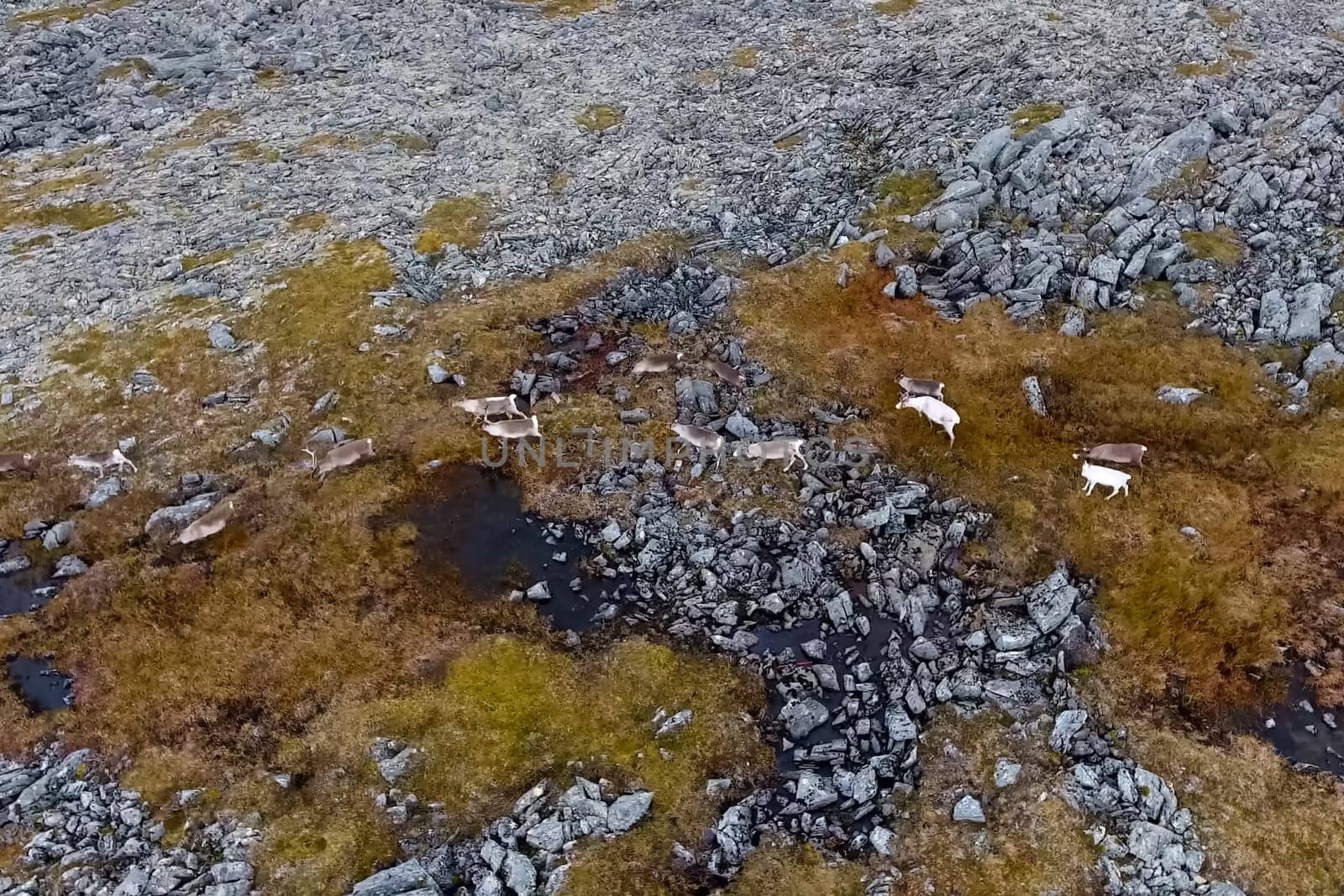 Reindeer run through the hills of the tundra. Natural reindeer herds.