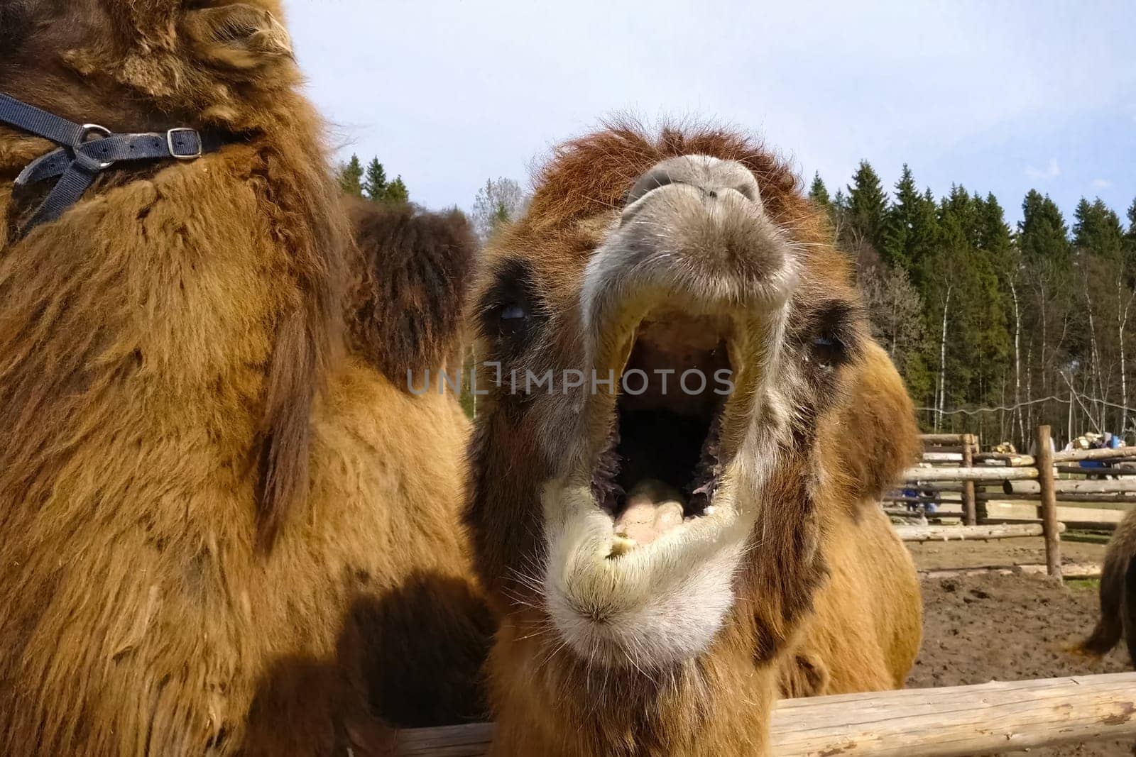 Camels in a paddock in an ethnopark. Hairy two-humped camels.