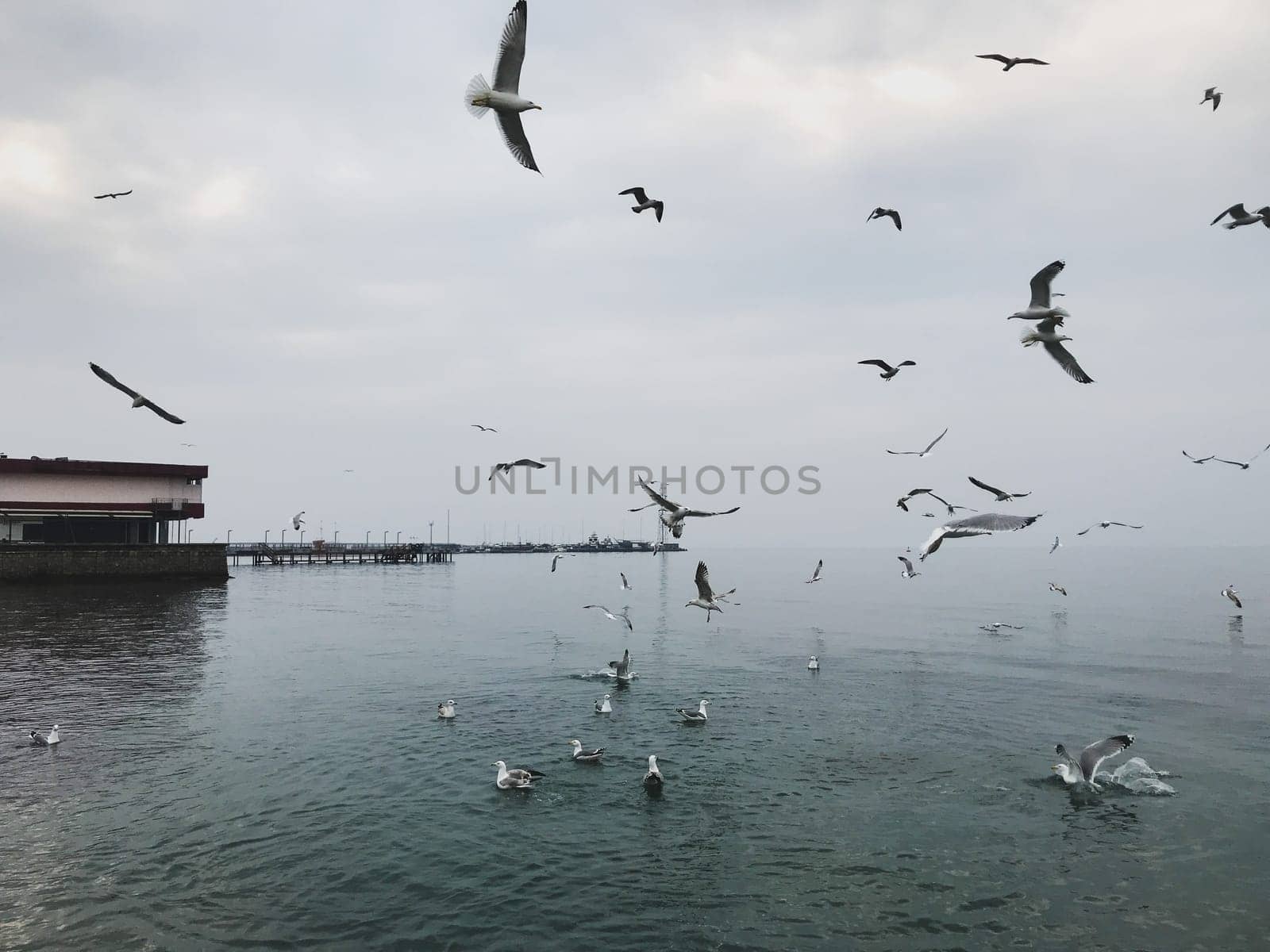 A Flock Of Seabirds Fly Over The Blue Sea.