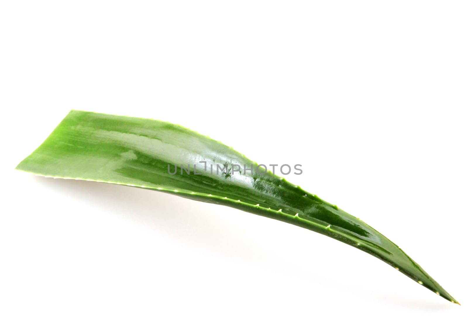 Aloe vera plant isolated on white background.