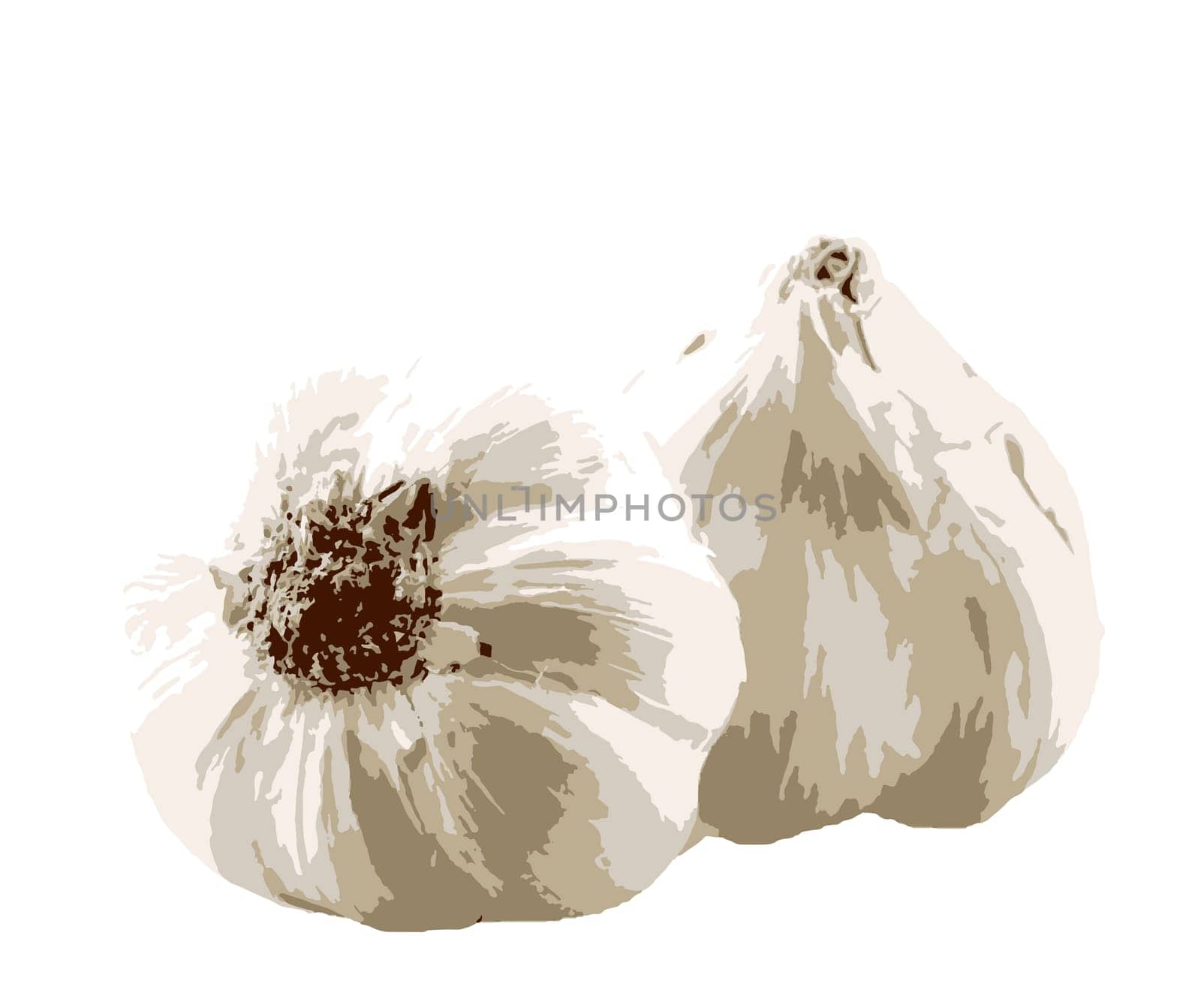Garlic bulbs against white background. The garlic plant's bulb is the most commonly used part of the plant