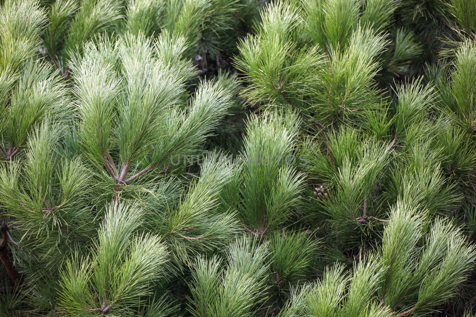 Close-up of bright green pine tree branches