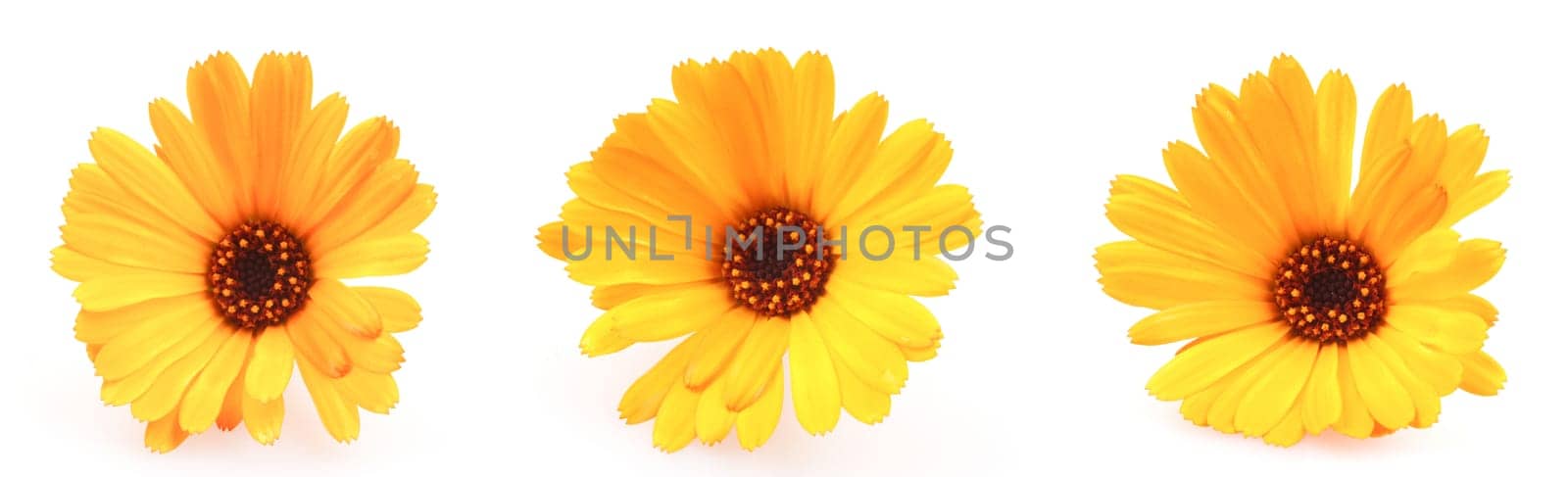 Beautiful Blossoming Yellow Marigold On White Background. Calendula Officinalis
