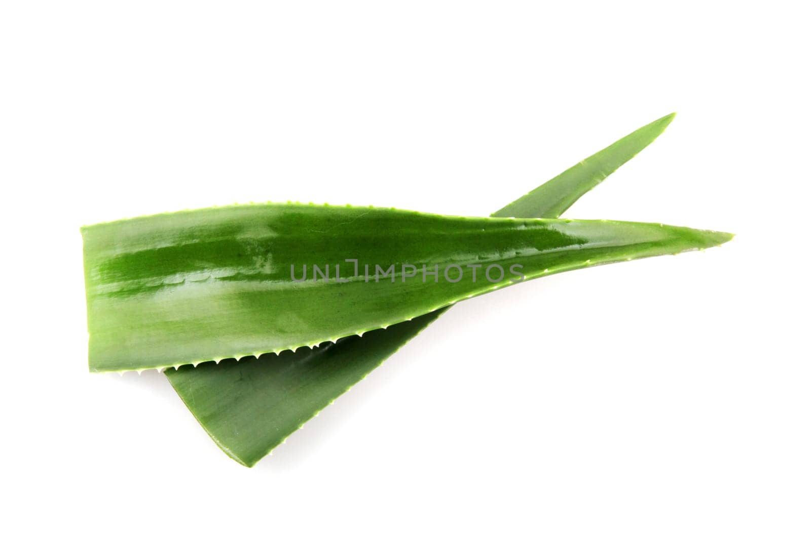 Aloe vera plant isolated on white background.