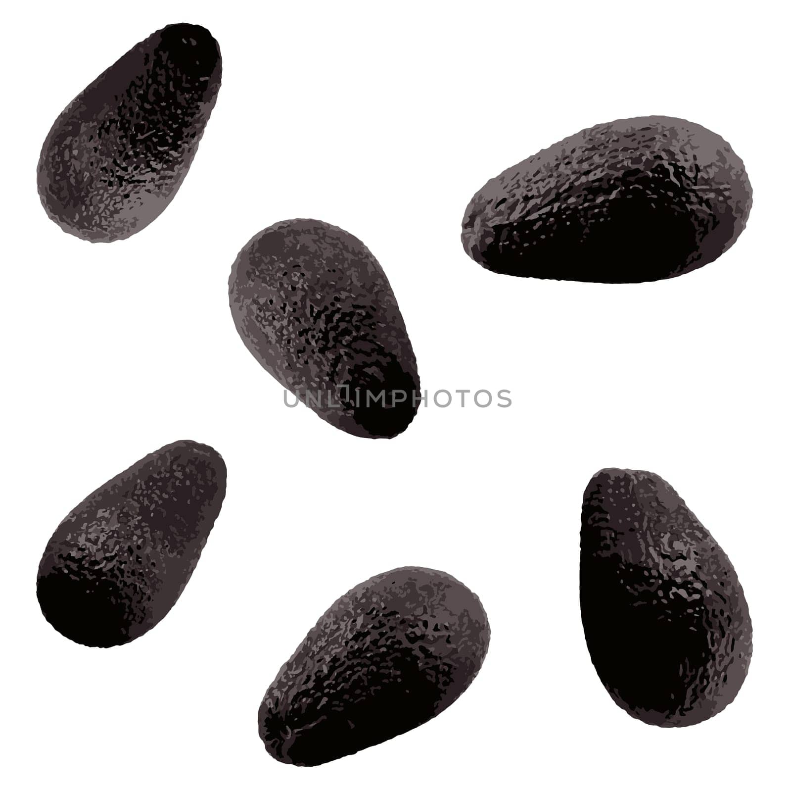 Fresh hass avocado against white background. The hass avocado is a cultivar of avocado with dark green–colored, bumpy skin