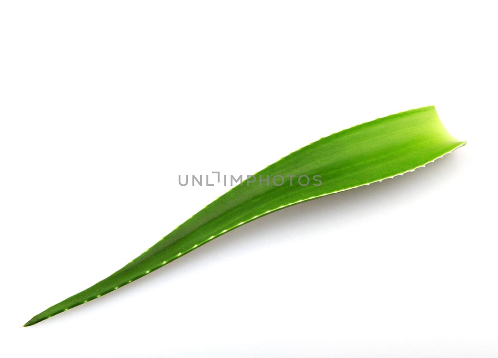 Aloe vera plant isolated on white background. Aloe vera is a succulent plant species of the genus Aloe. It is cultivated for agricultural and medicinal uses