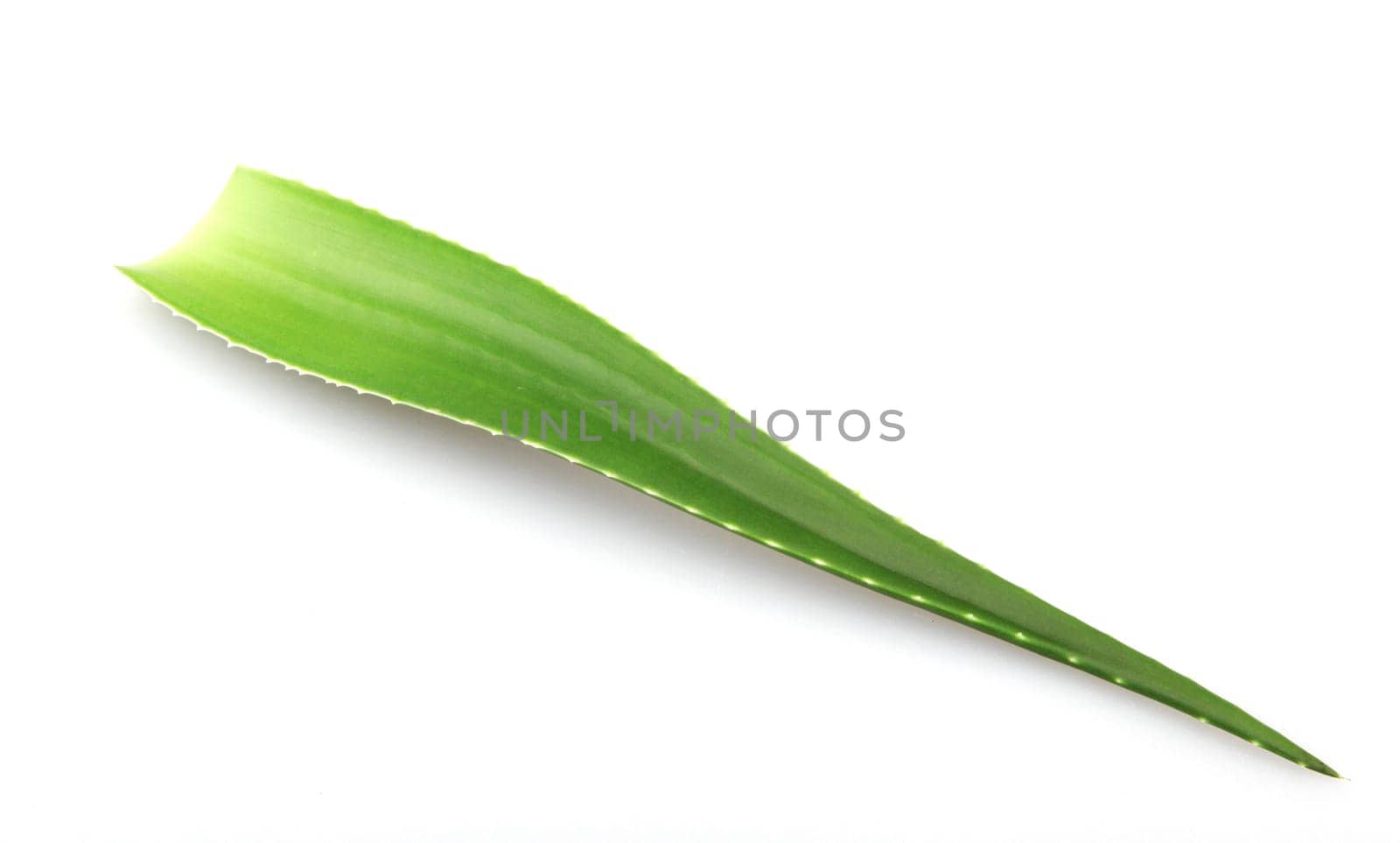 Aloe vera plant isolated on white background. Aloe vera is a succulent plant species of the genus Aloe. It is cultivated for agricultural and medicinal uses