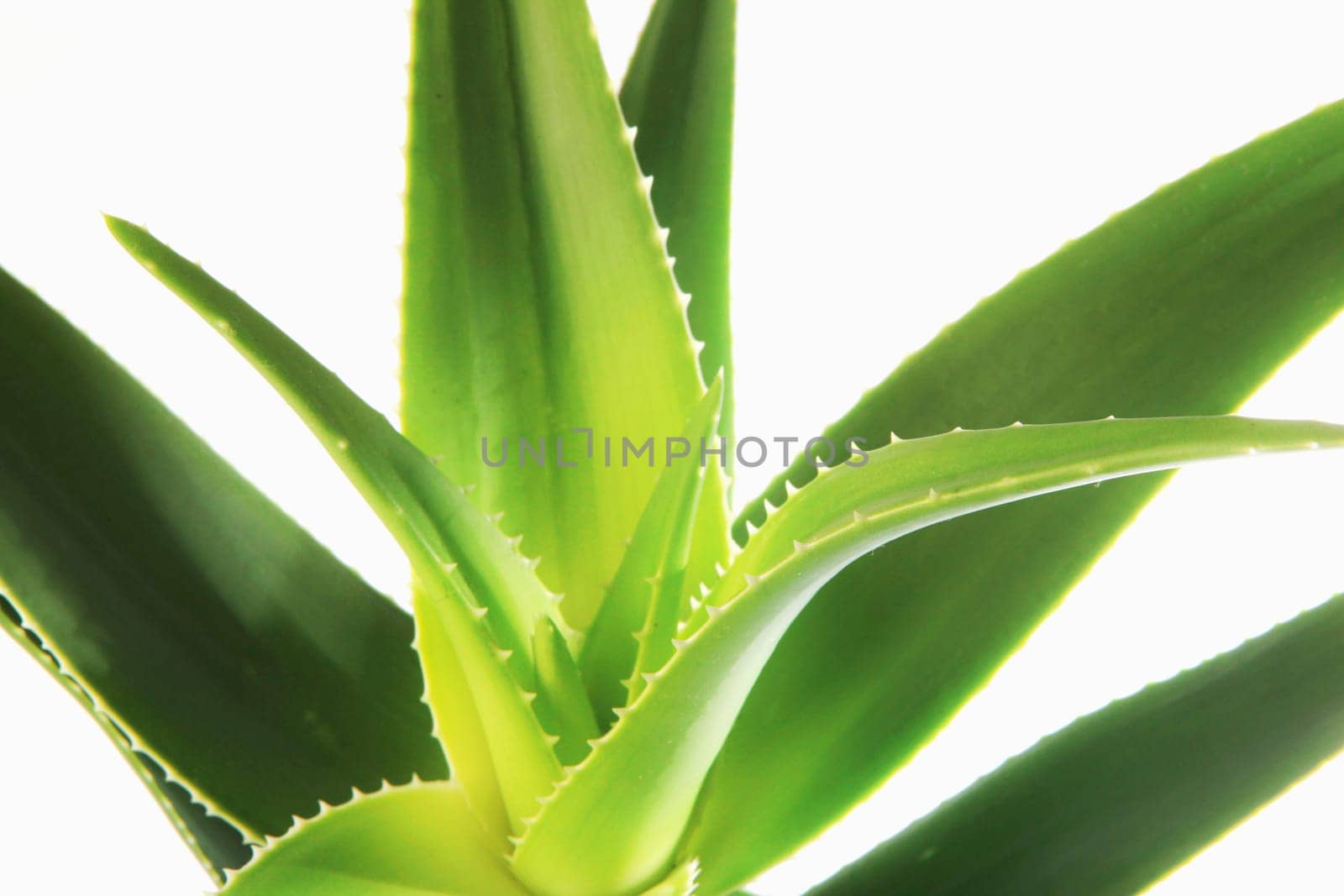 Aloe vera plant isolated on white background. Aloe vera is a succulent plant species of the genus Aloe. It is cultivated for agricultural and medicinal uses