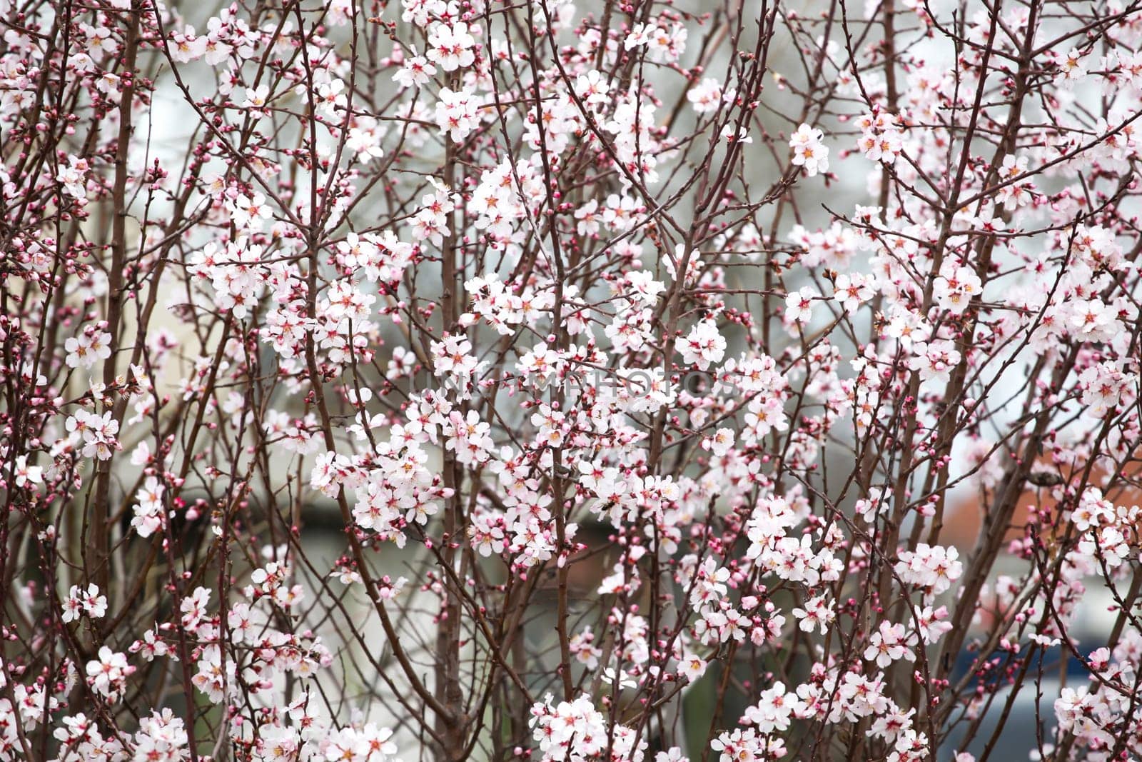 Image of spring blossom background
