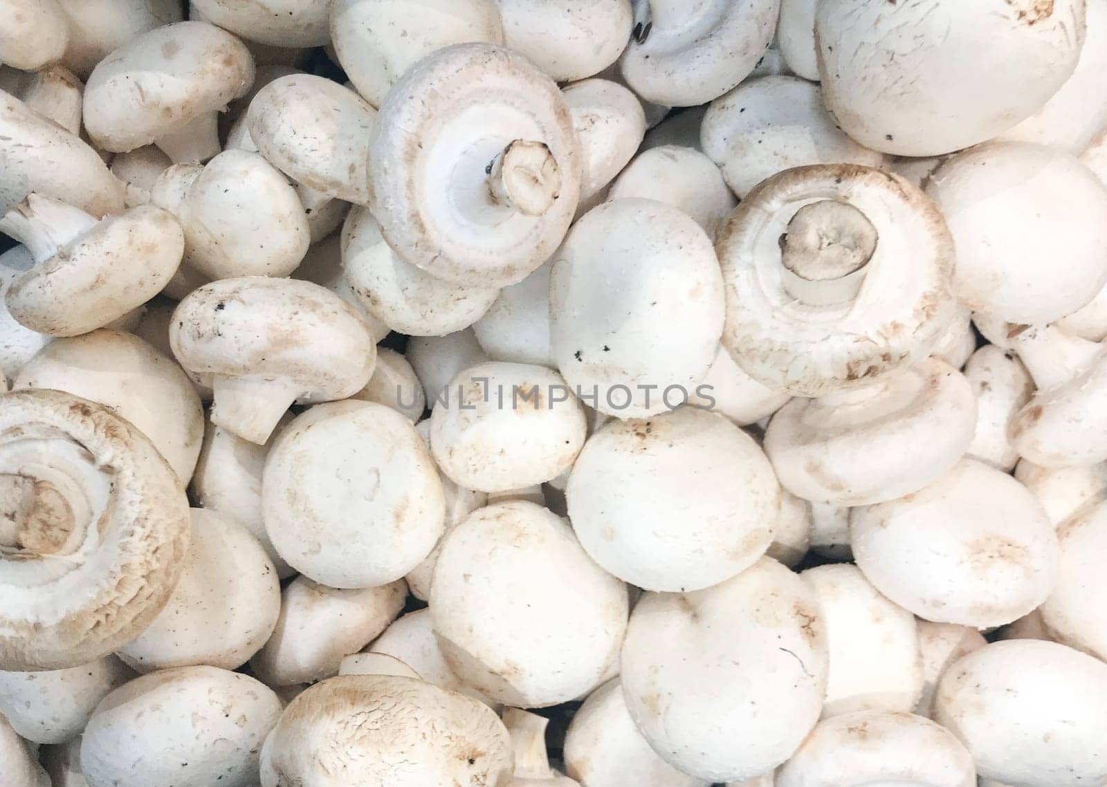 Close-Up Of Fresh Mushrooms Champignons. Healthy Fresh Food Background.