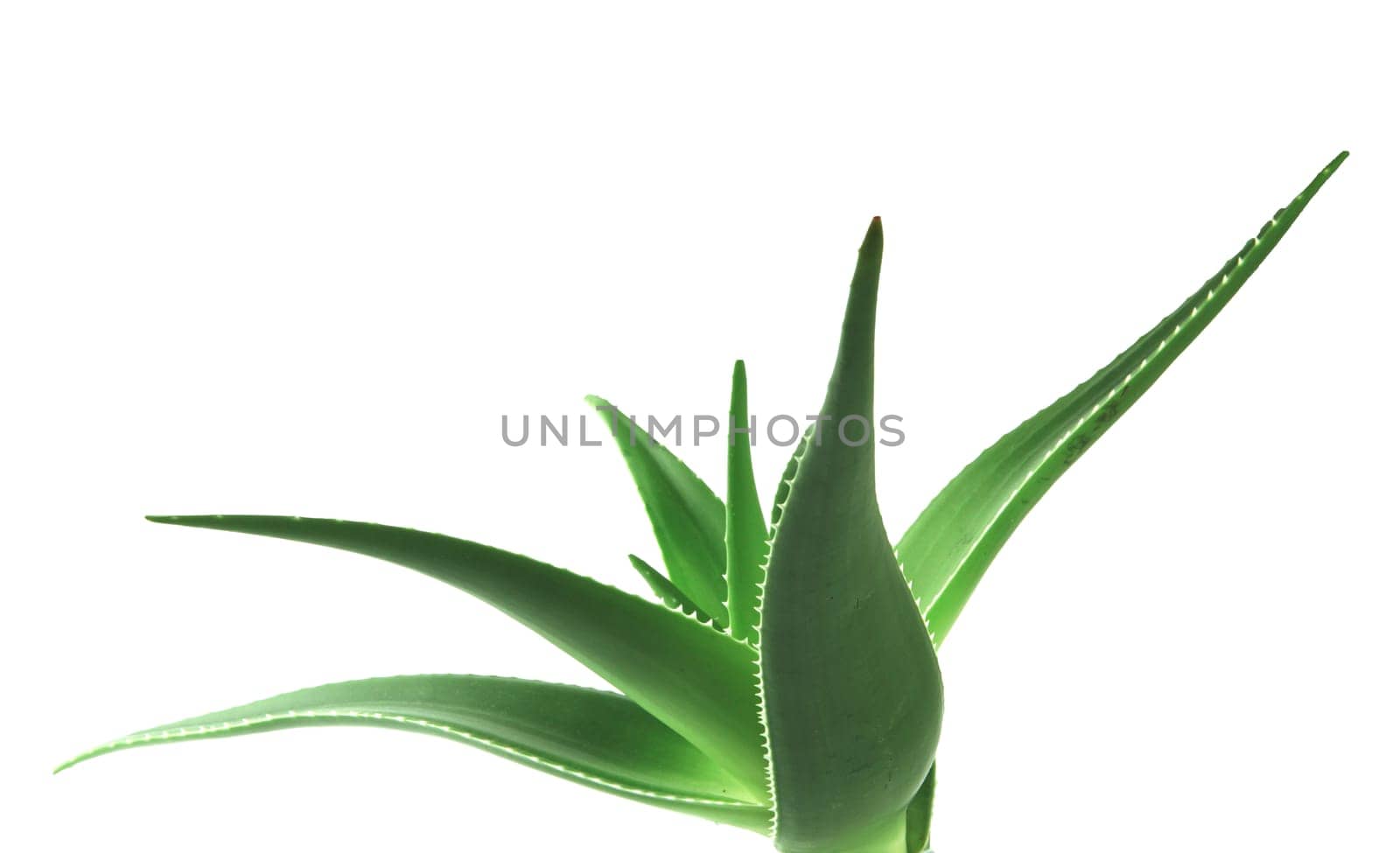 Aloe vera plant isolated on white background. Aloe vera is a succulent plant species of the genus Aloe. It is cultivated for agricultural and medicinal uses