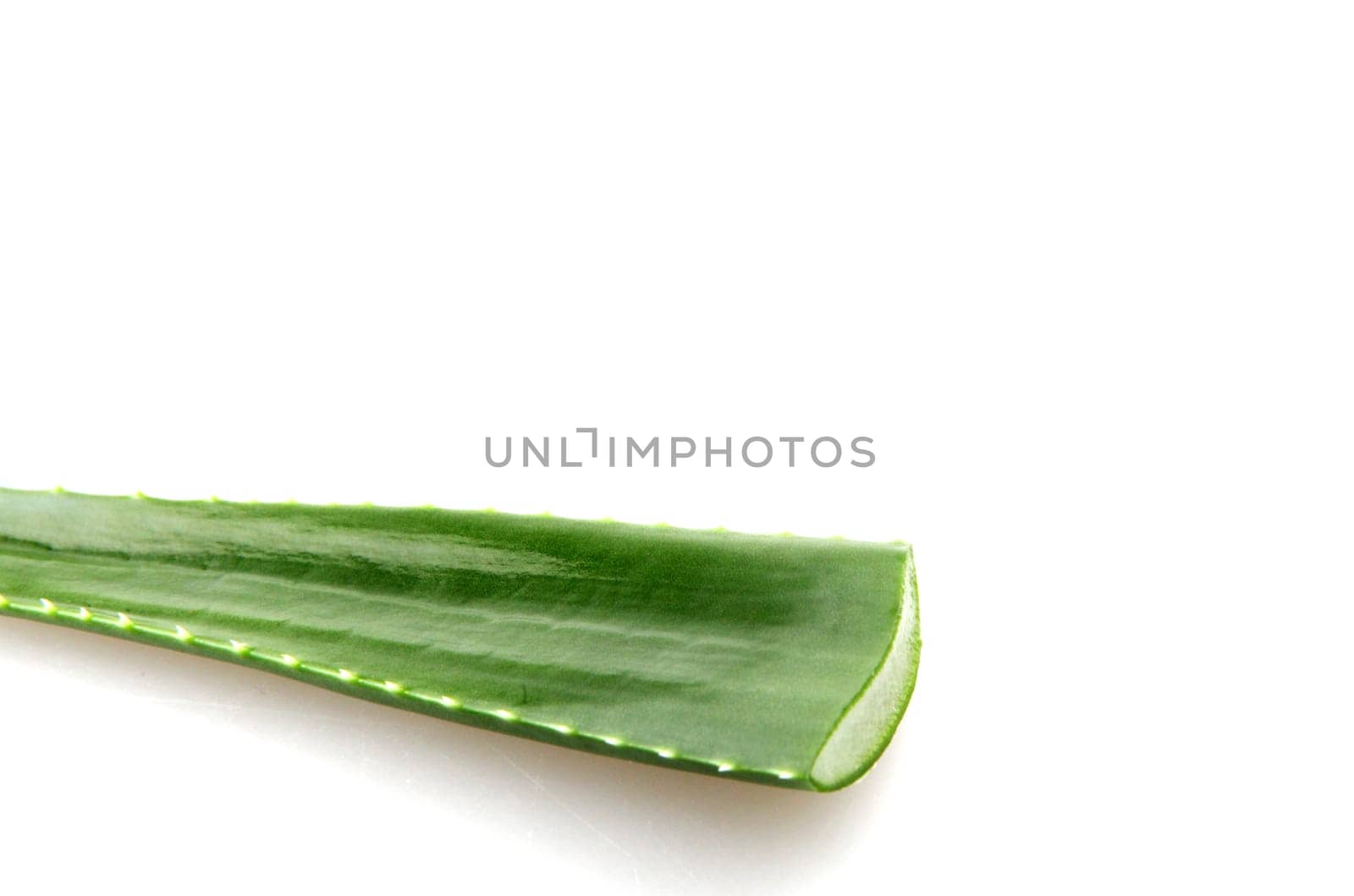 Aloe vera plant isolated on white background.