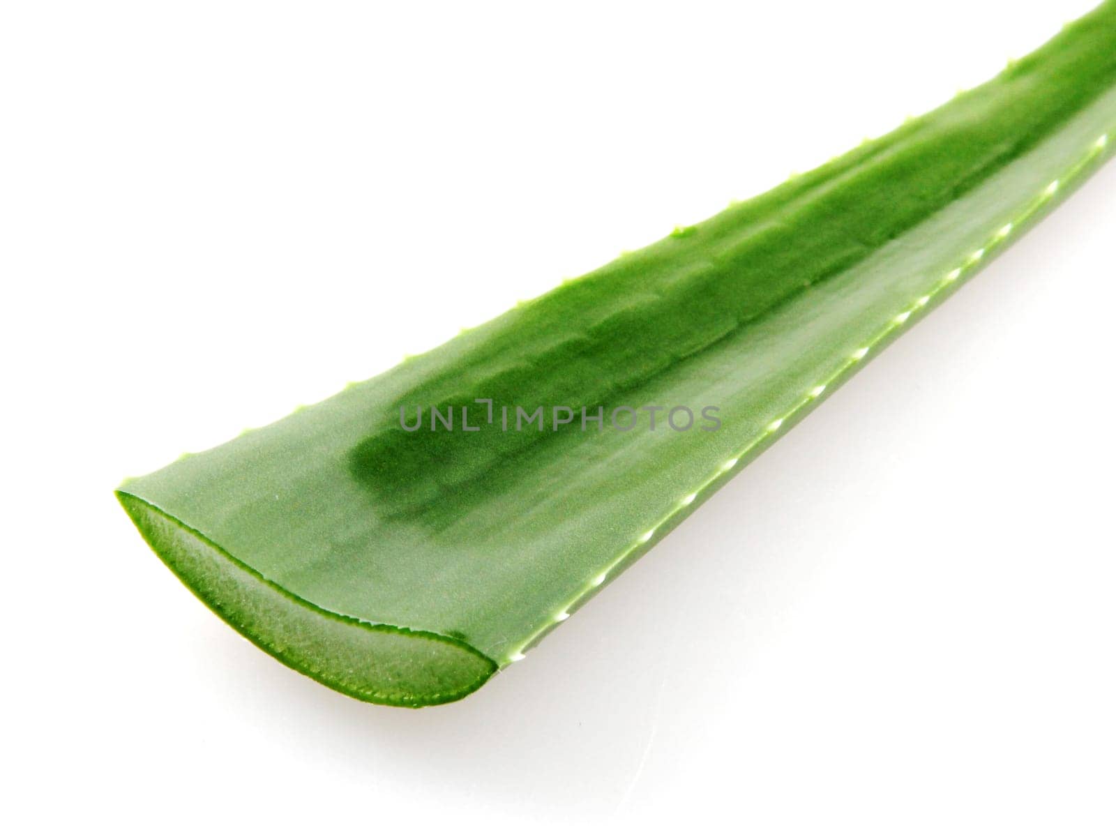 Aloe vera plant isolated on white background.