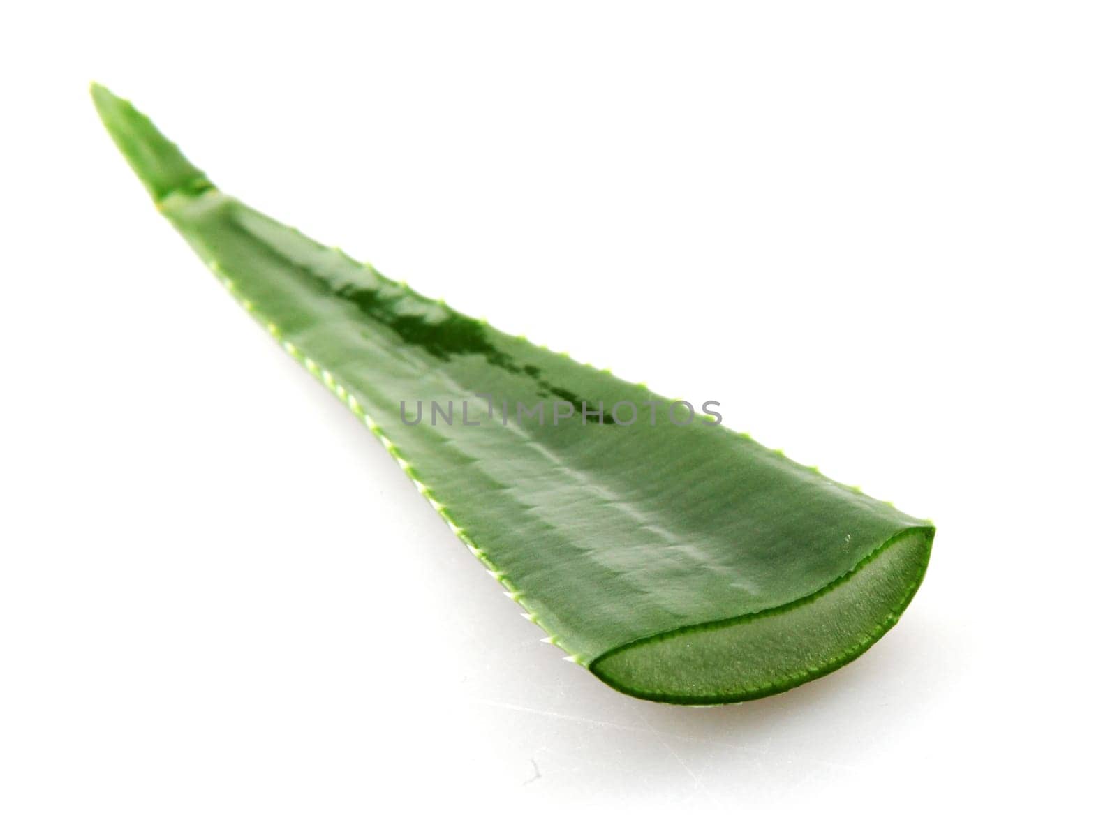 Aloe vera plant isolated on white background.