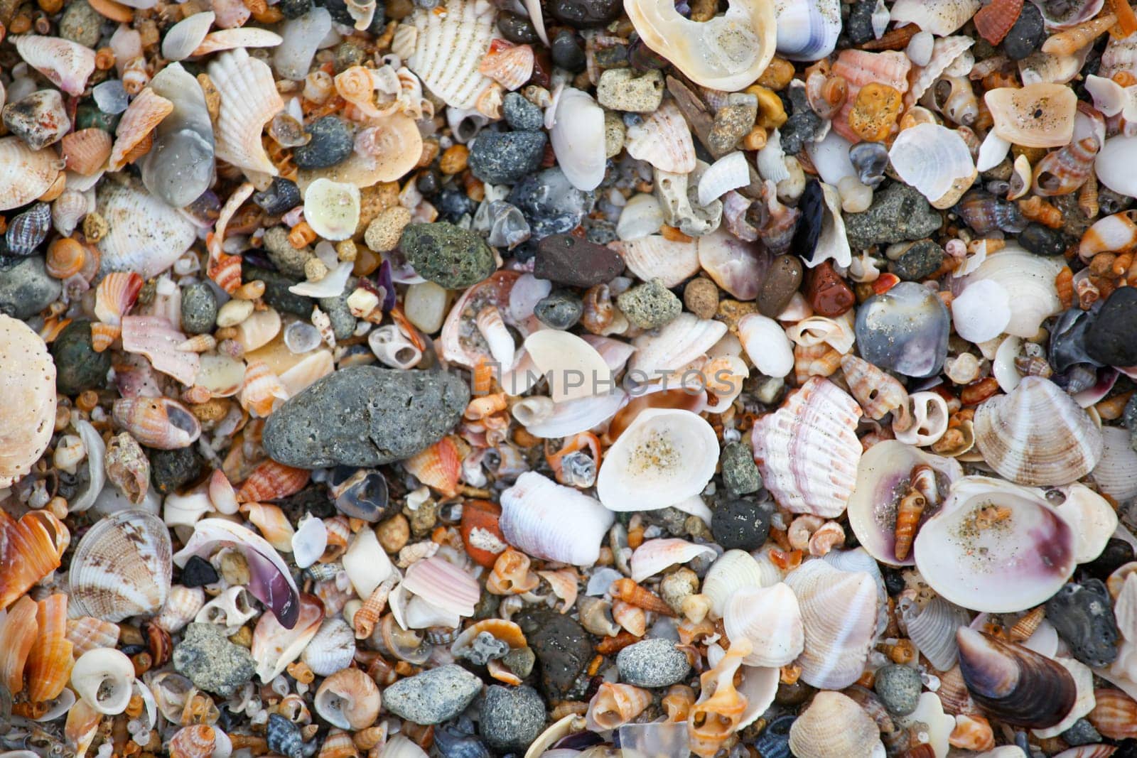 Photo of sea shells background