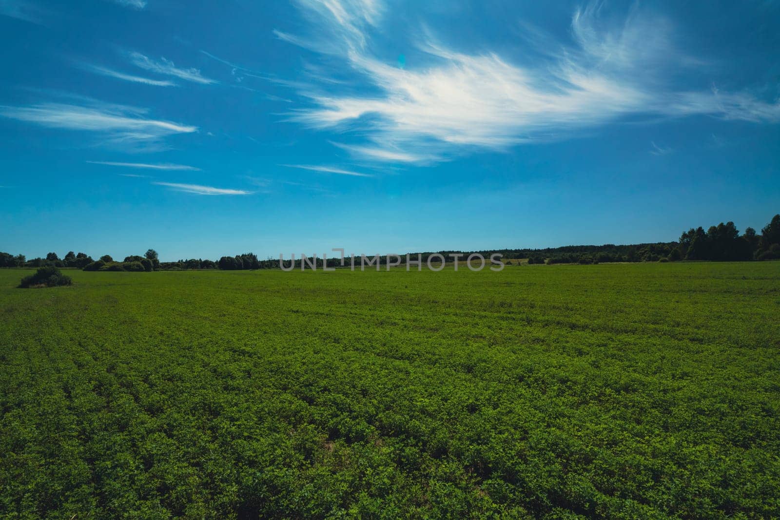 Expansive green field stretching to the horizon under a bright blue sky with wispy clouds. Peaceful rural landscape with lush vegetation and distant trees