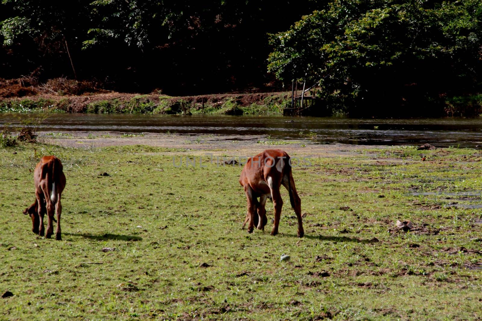 conde, bahia / brazil - march 27, 2013: calves are seen in pasture near the bed of the Itapicuru river in the city of Conde.