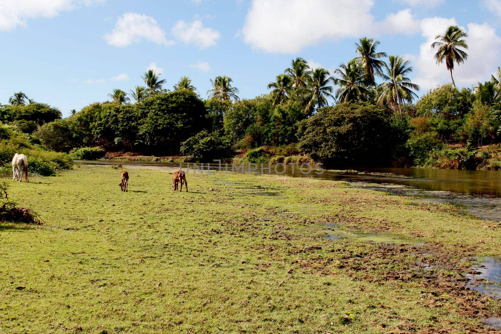 conde, bahia / brazil - march 27, 2013: calves are seen in pasture near the bed of the Itapicuru river in the city of Conde.
