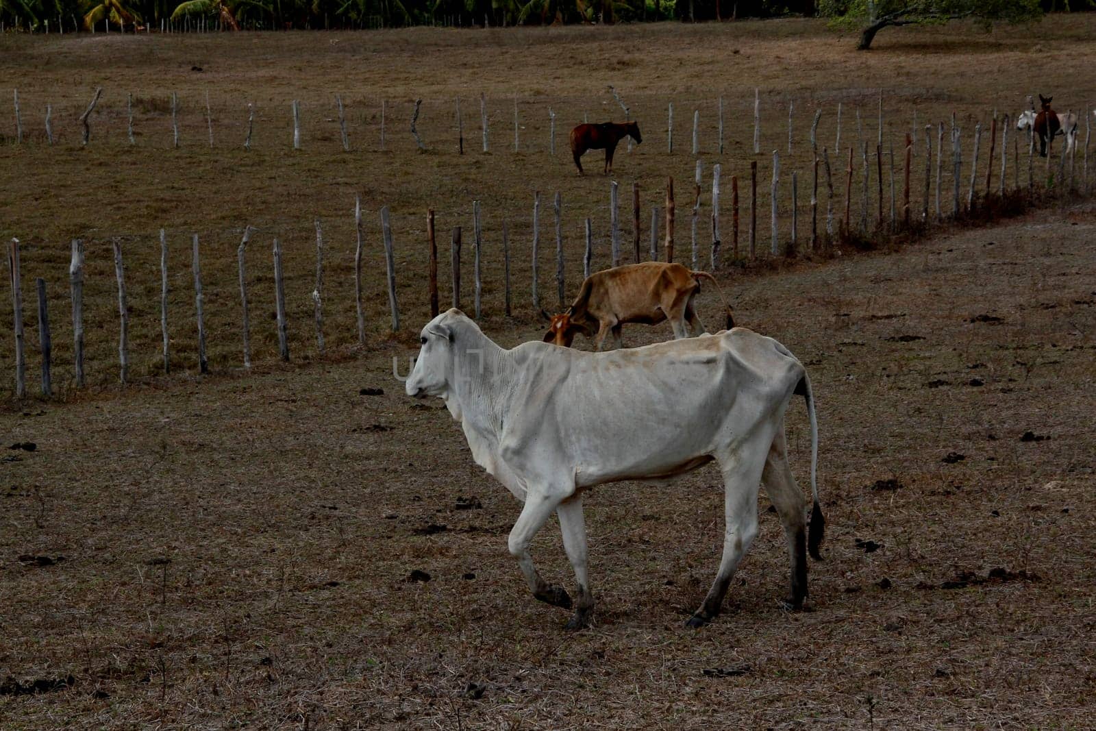 conde, bahia / brazil - march 27, 2013: cow is seen in drought-prone pasture in the city of Conde.
