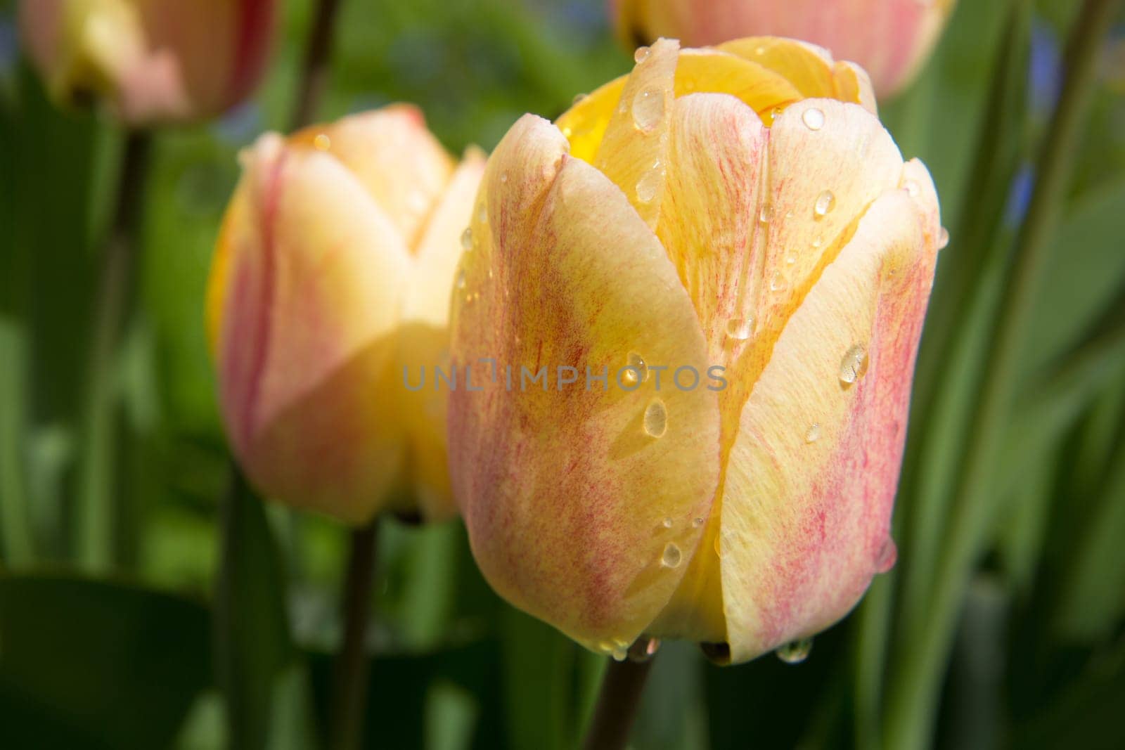 Colorful fresh spring tulips flowers with raindrops