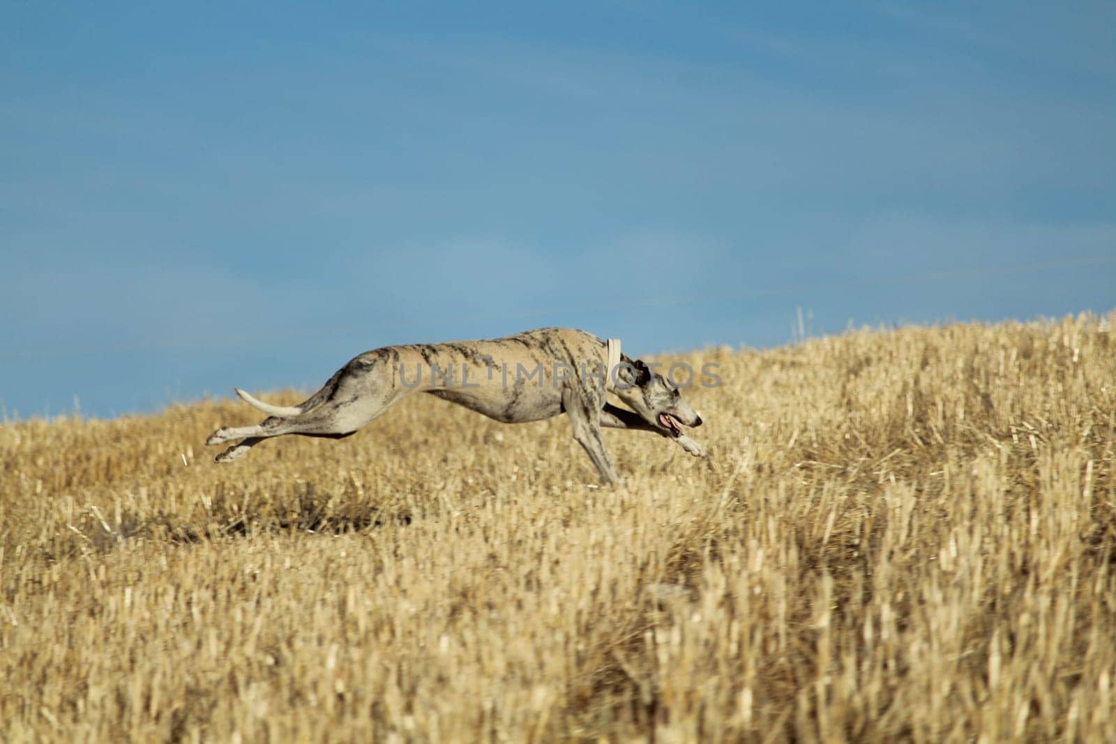 Spanish greyhound in mechanical hare race in the countryside