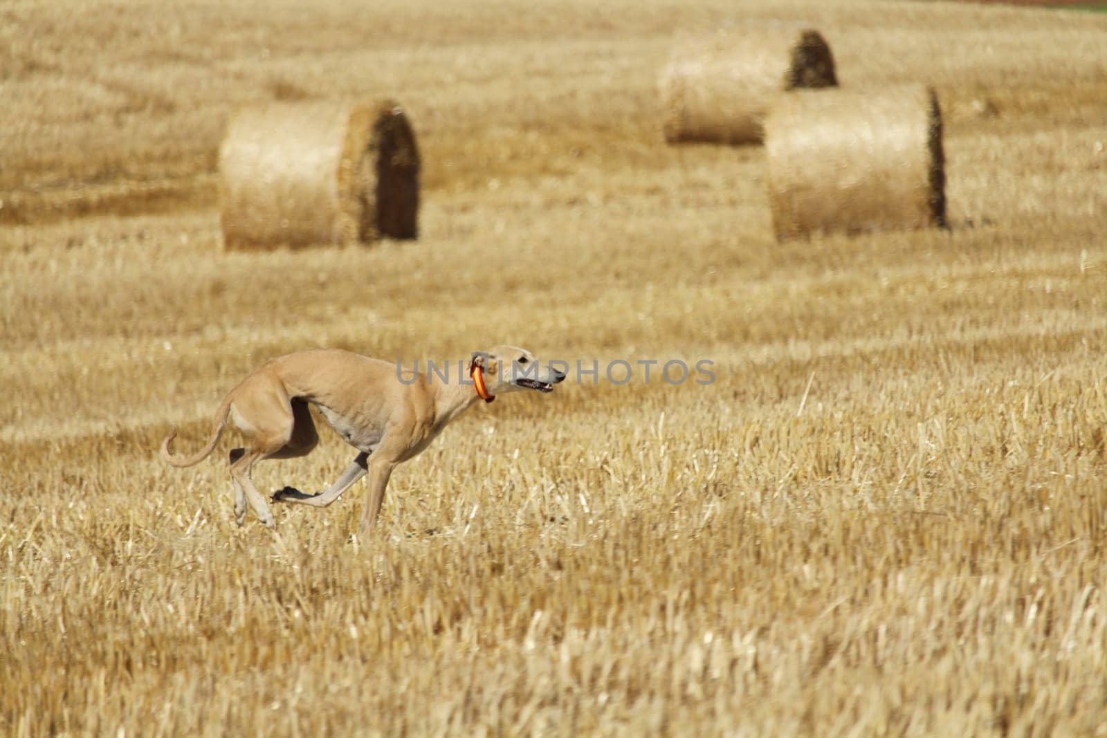 Spanish greyhound in mechanical hare race in the countryside
