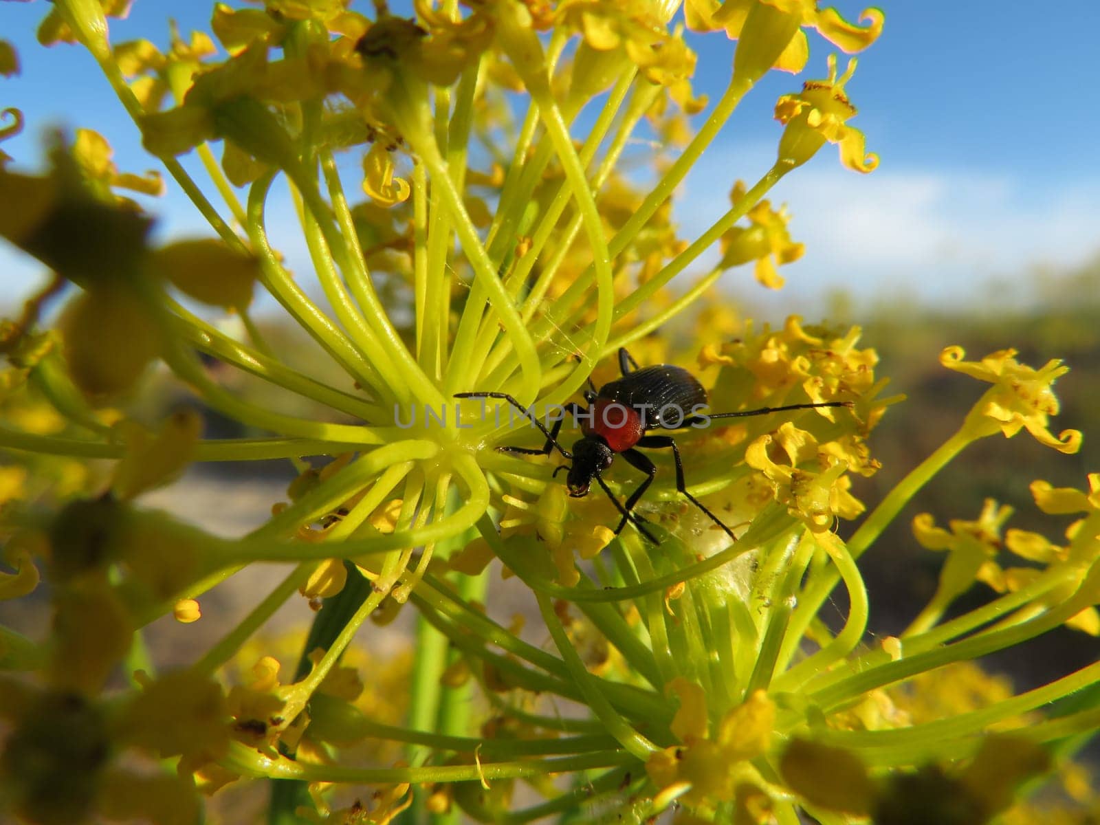 insect flower pollination beautiful natural macro beetle