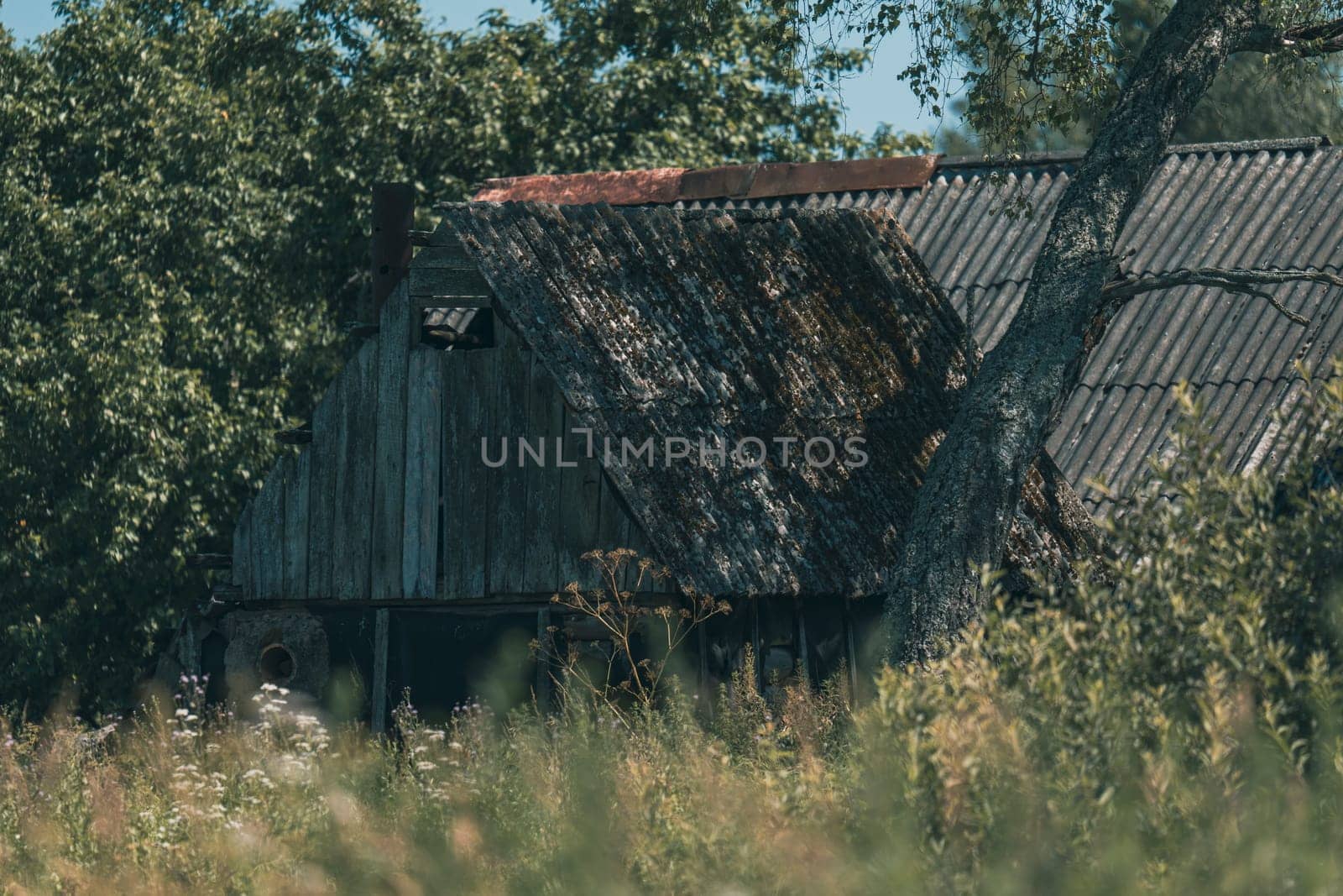 An old wooden house with a partially collapsed roof stands hidden among tall grass and trees. The abandoned rural building is covered in moss and surrounded by lush summer greenery