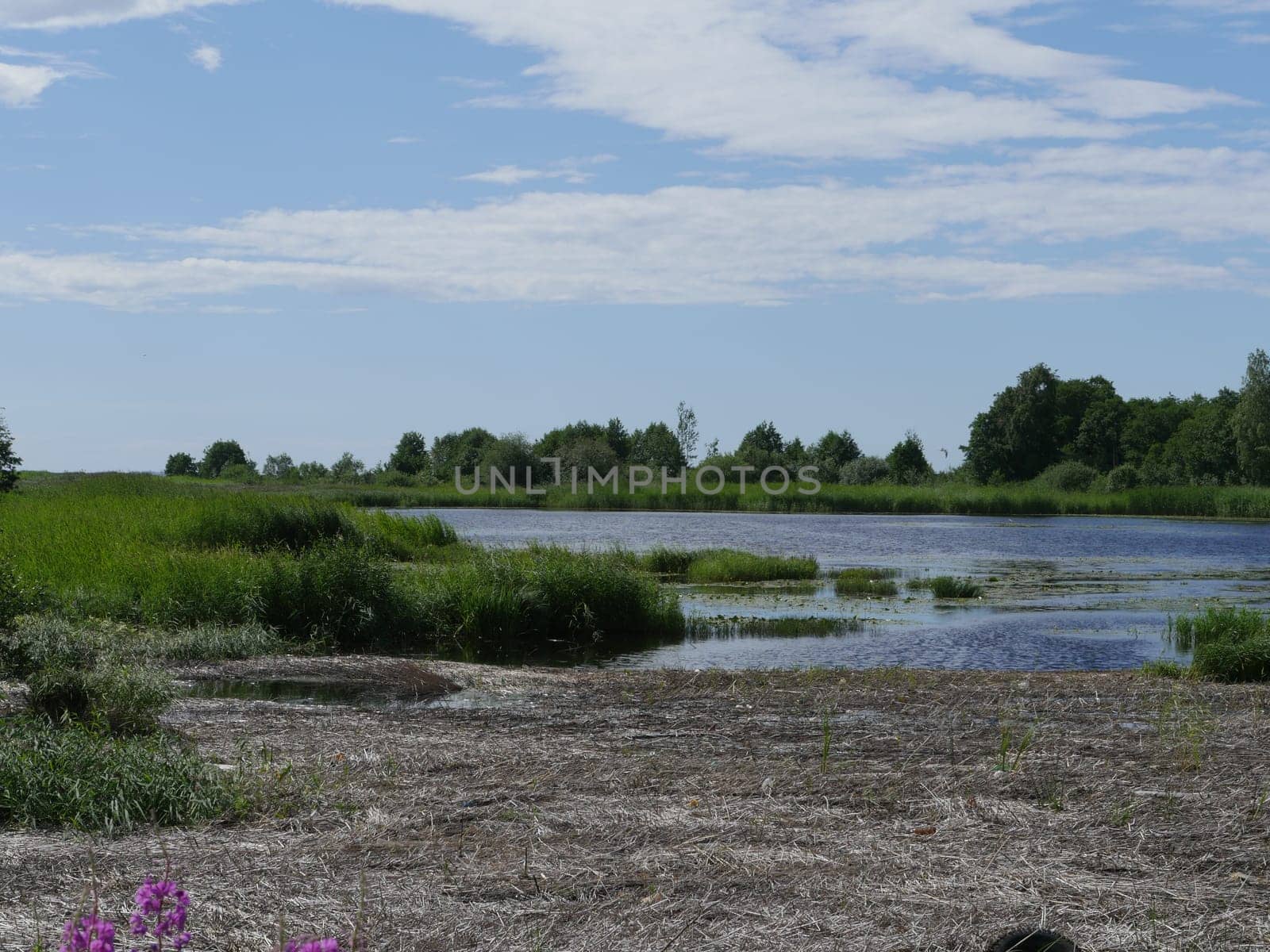 swampy lake shore summer landscape, dry reeds in the foreground