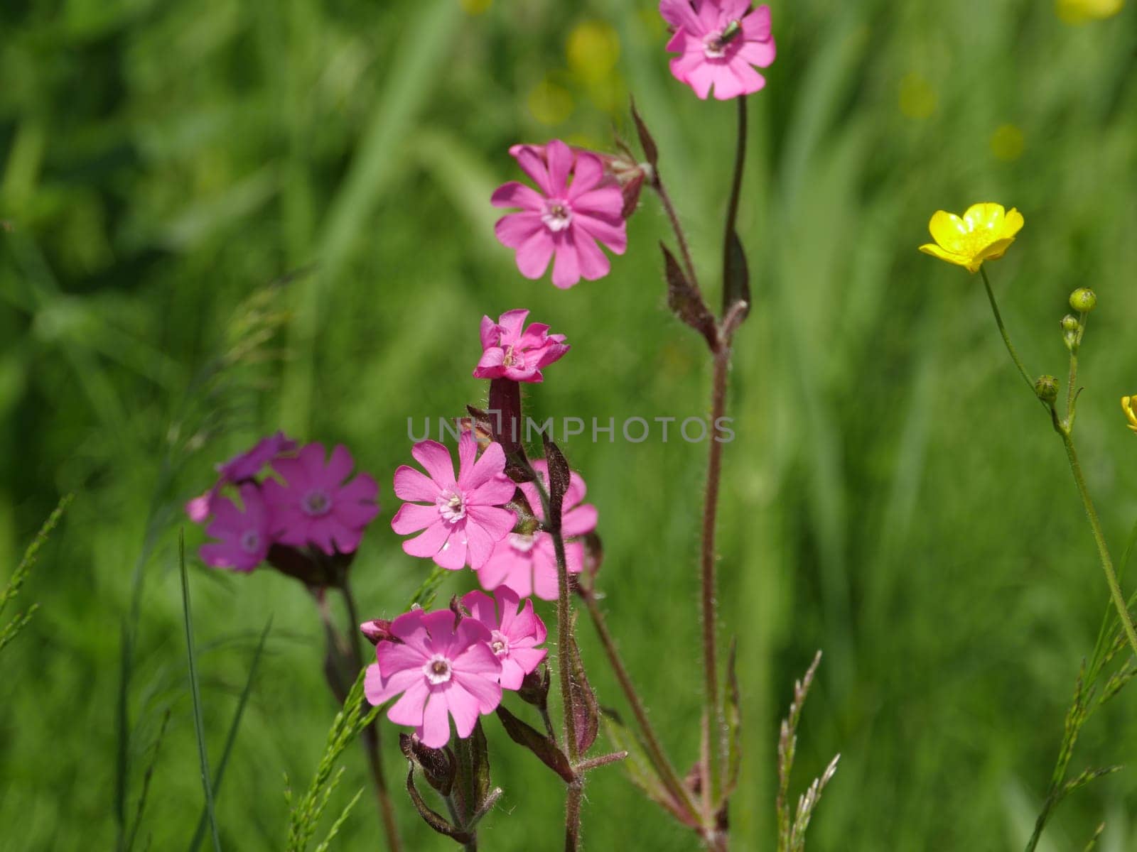 Wild flower Silene dioica on a green meadow close-up