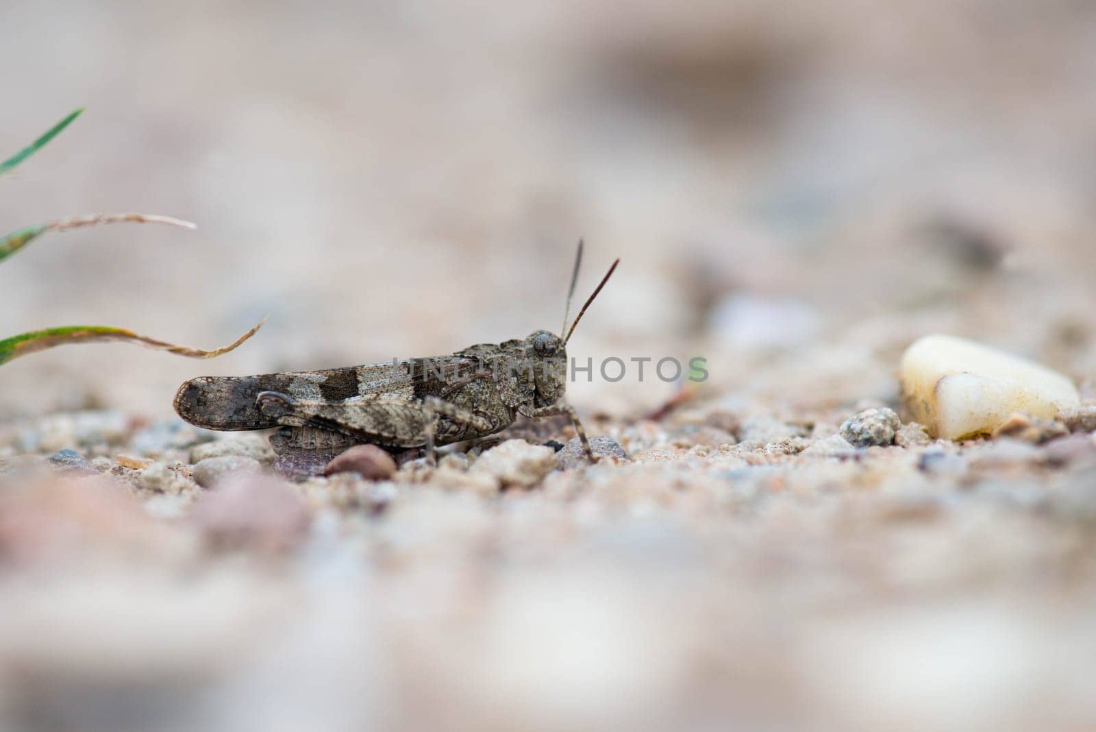 Close-up of a grashopper