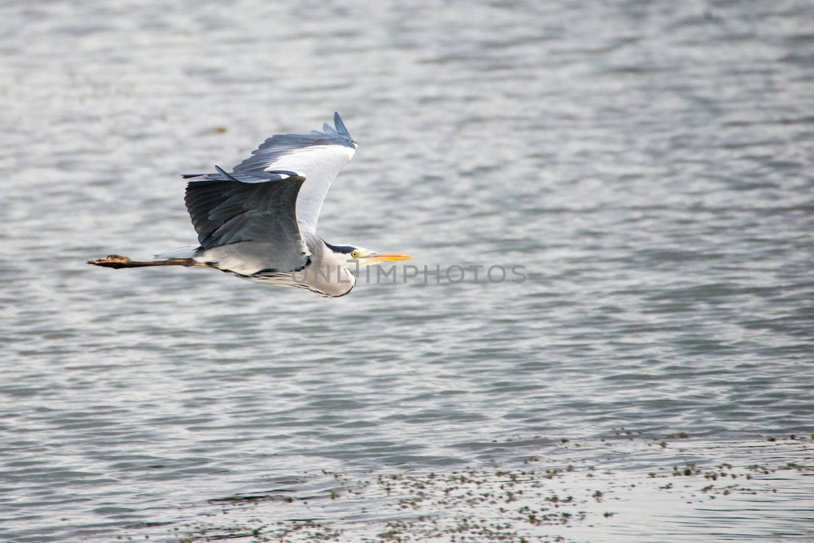 Grey heron flies over a pond in Luxembourg.