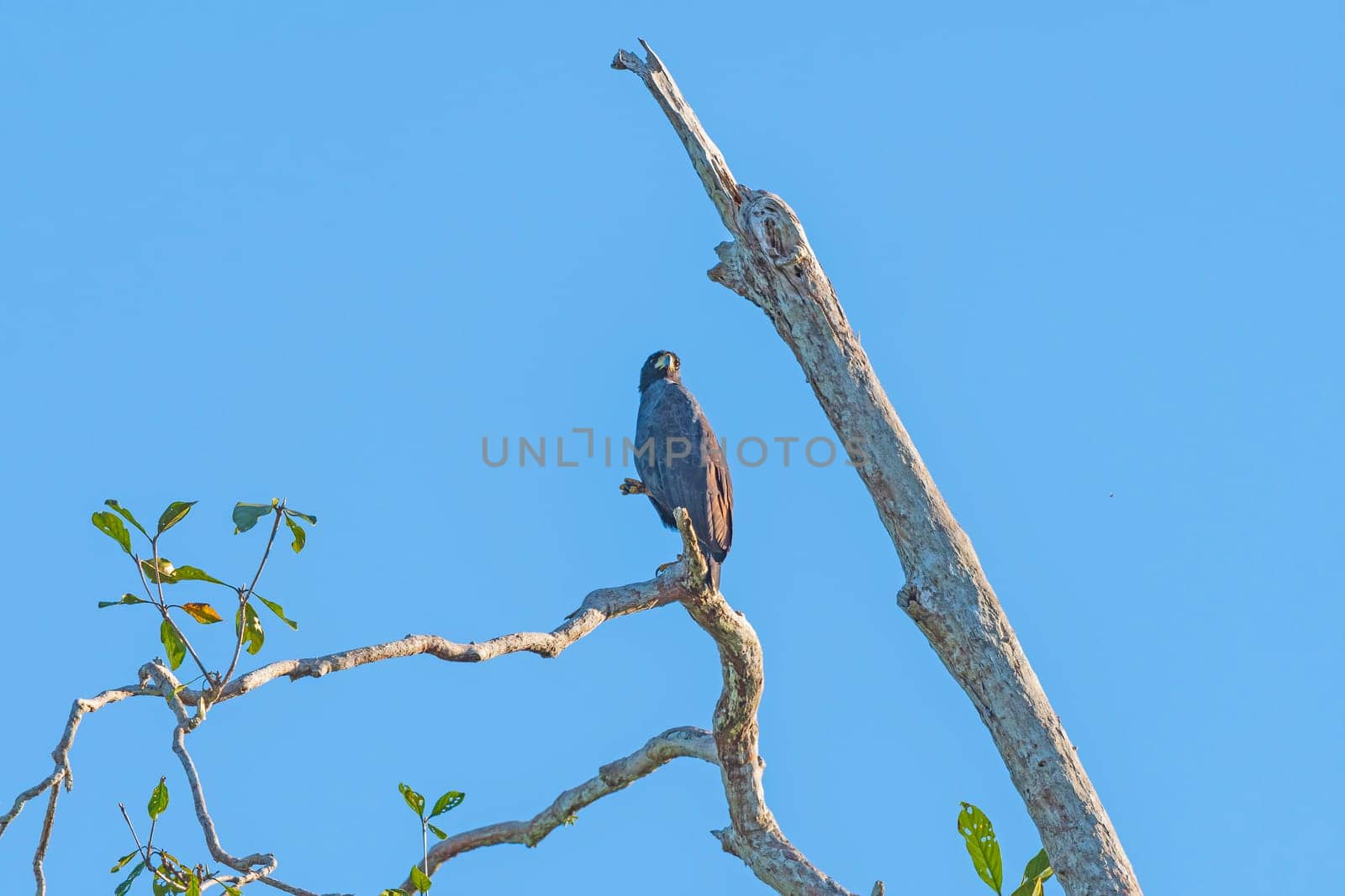 Great Black Hawk Perched in a Dead Tree in the Amazon Rainforest near Alta Floresta, Brazil