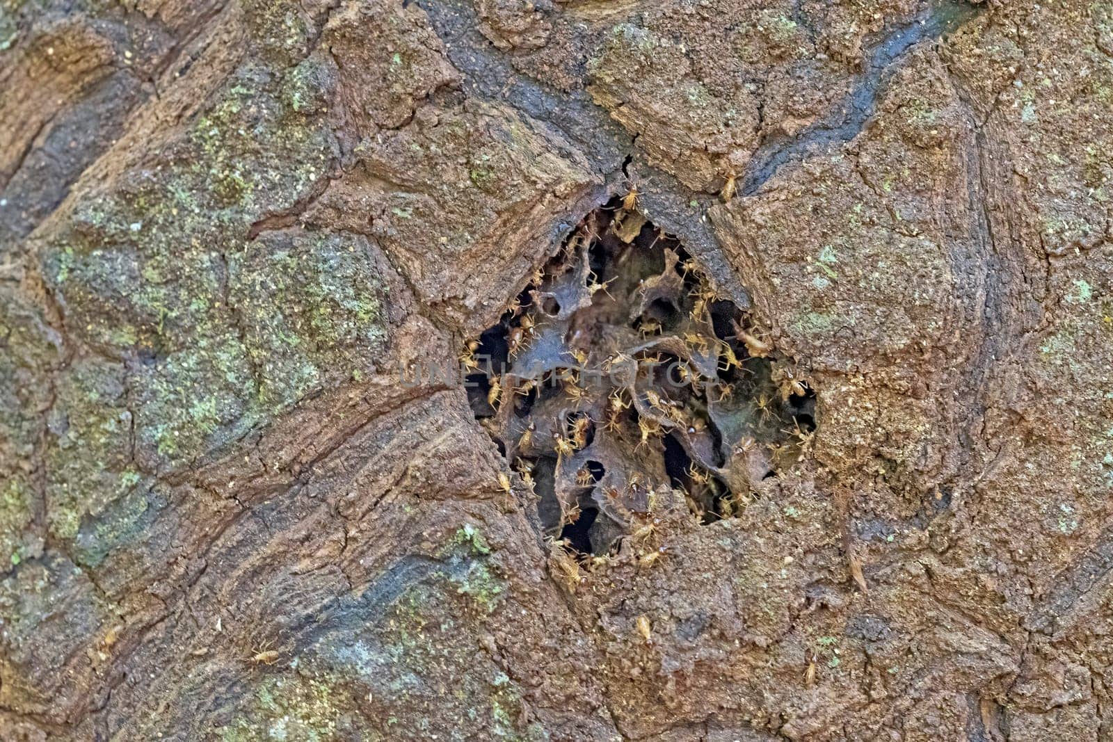 Termites Repairing a Break in their Nest in the Amazon Rain Forest near Alta Floresta, Brazil